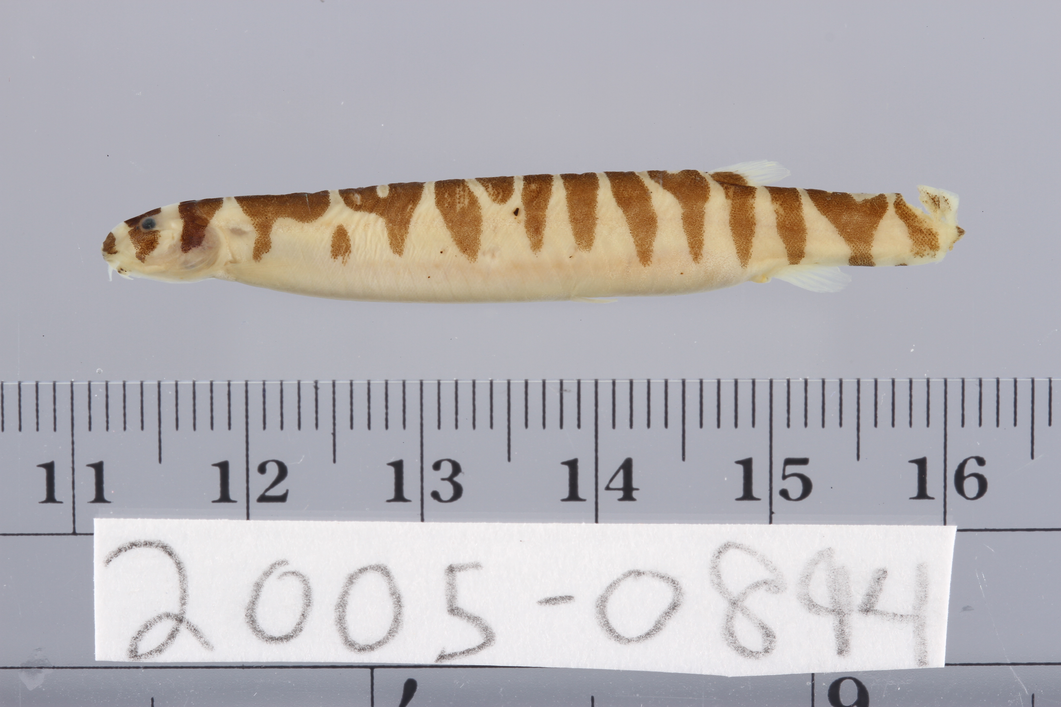 Coolie loach (Pangio kuhlii) — Cobitidae — 3