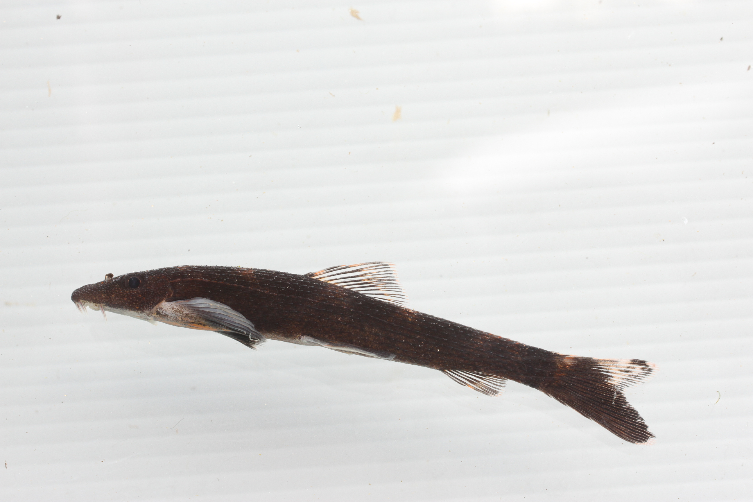 Zollingers stroomloach (Balitoropsis zollingeri) — Balitoridae — 3