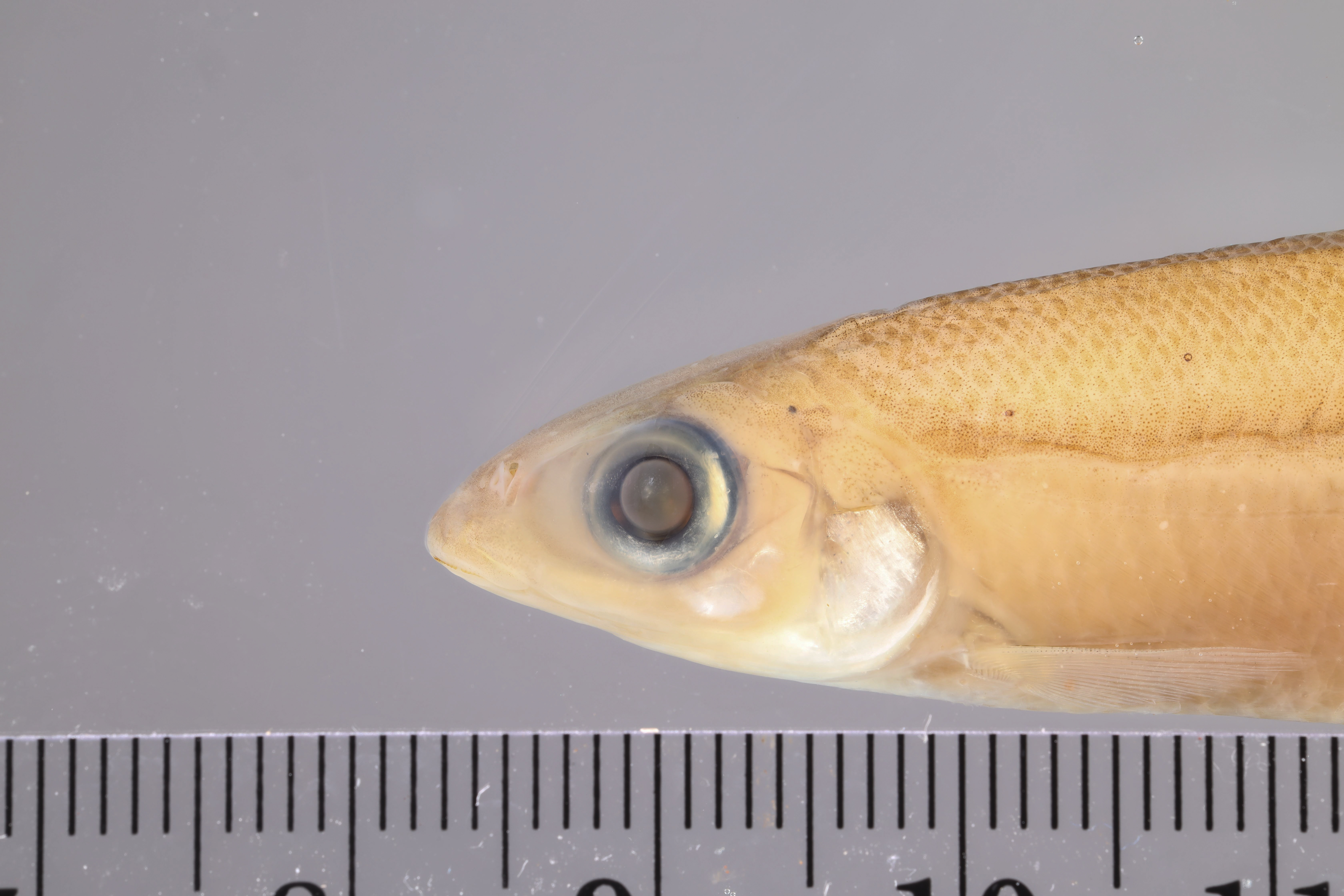 One-spot halftooth (Hemiodus unimaculatus) — Hemiodontidae — 4