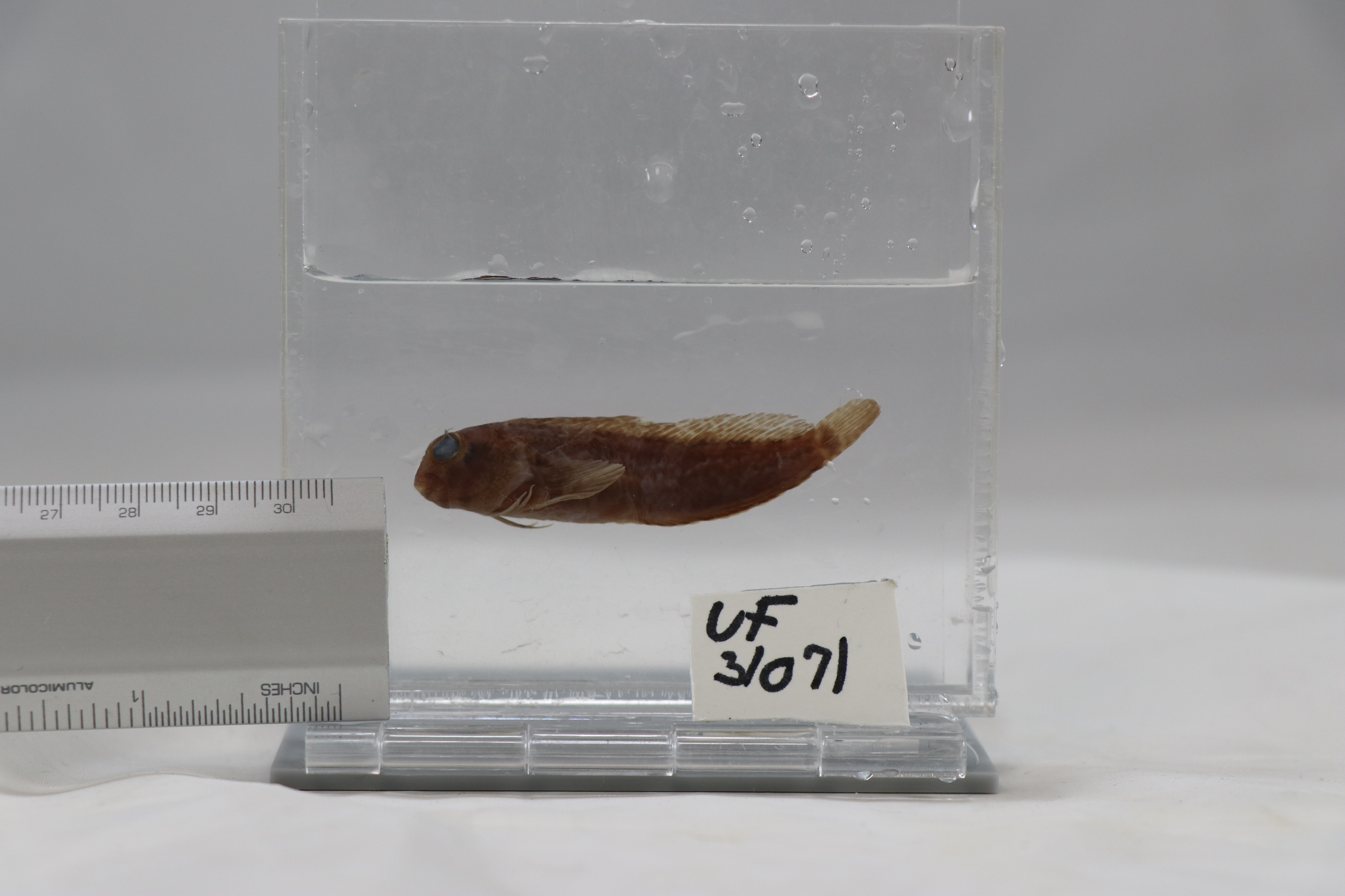 Hypsoblennius sordidus thumbnail