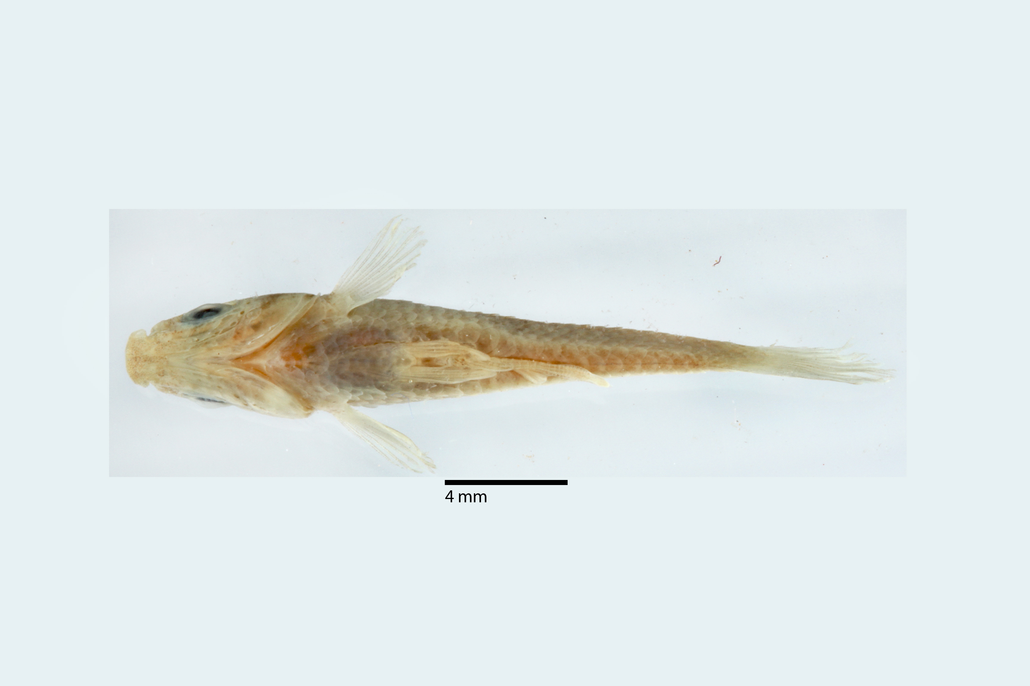 Limia rivasi