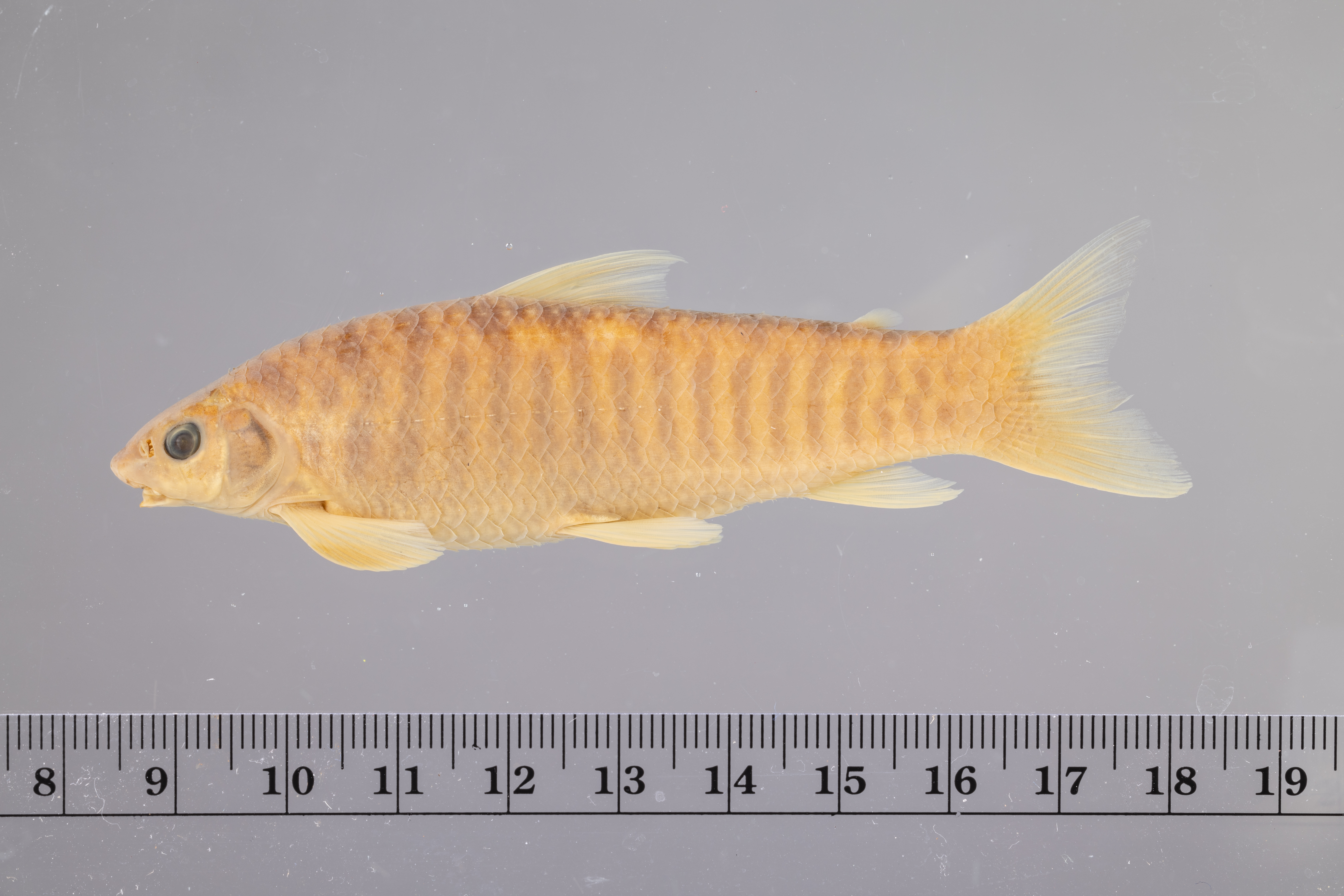 Parodon apolinari