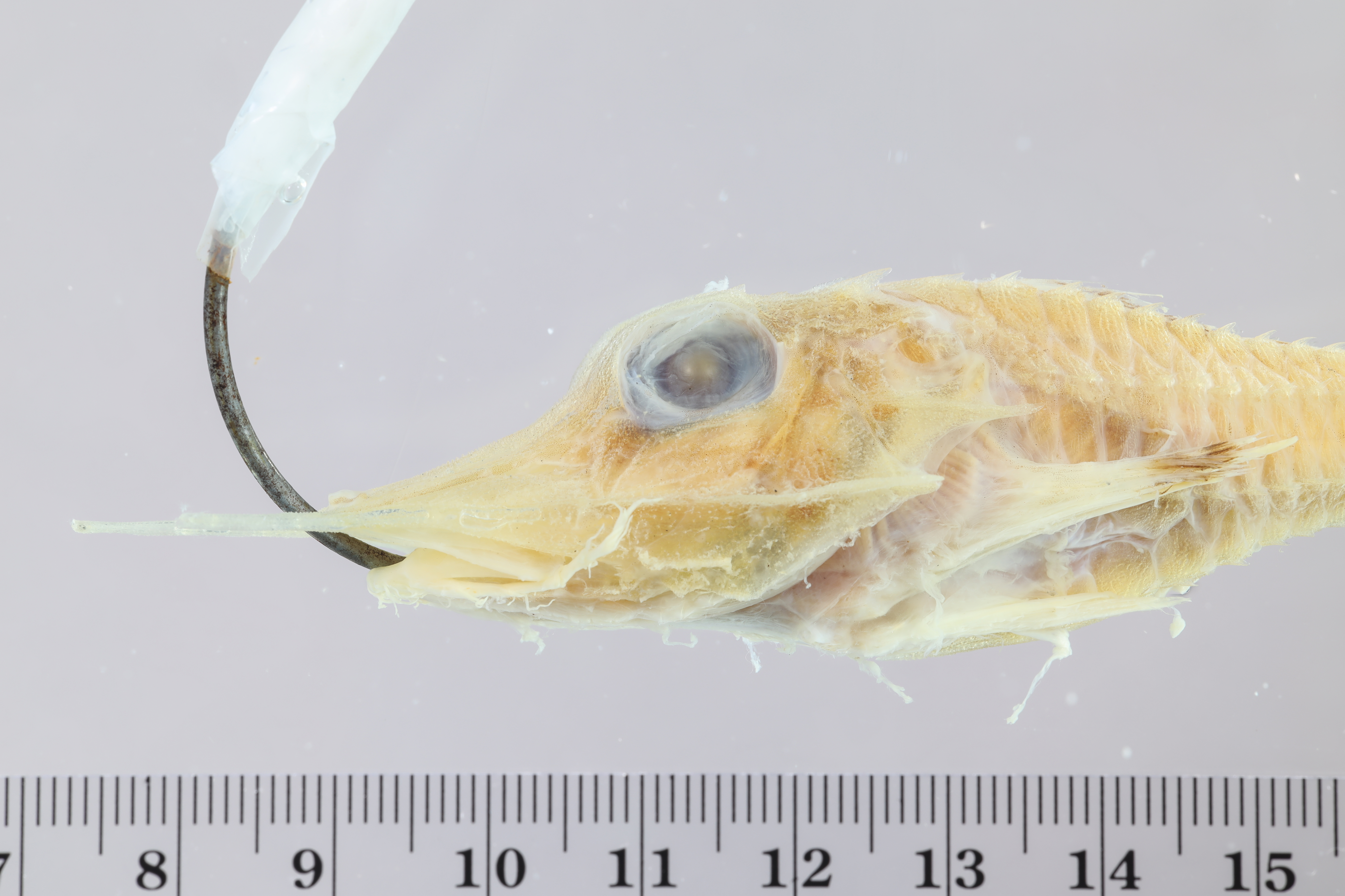 Alligator searobin (Peristedion greyae) — Peristediidae