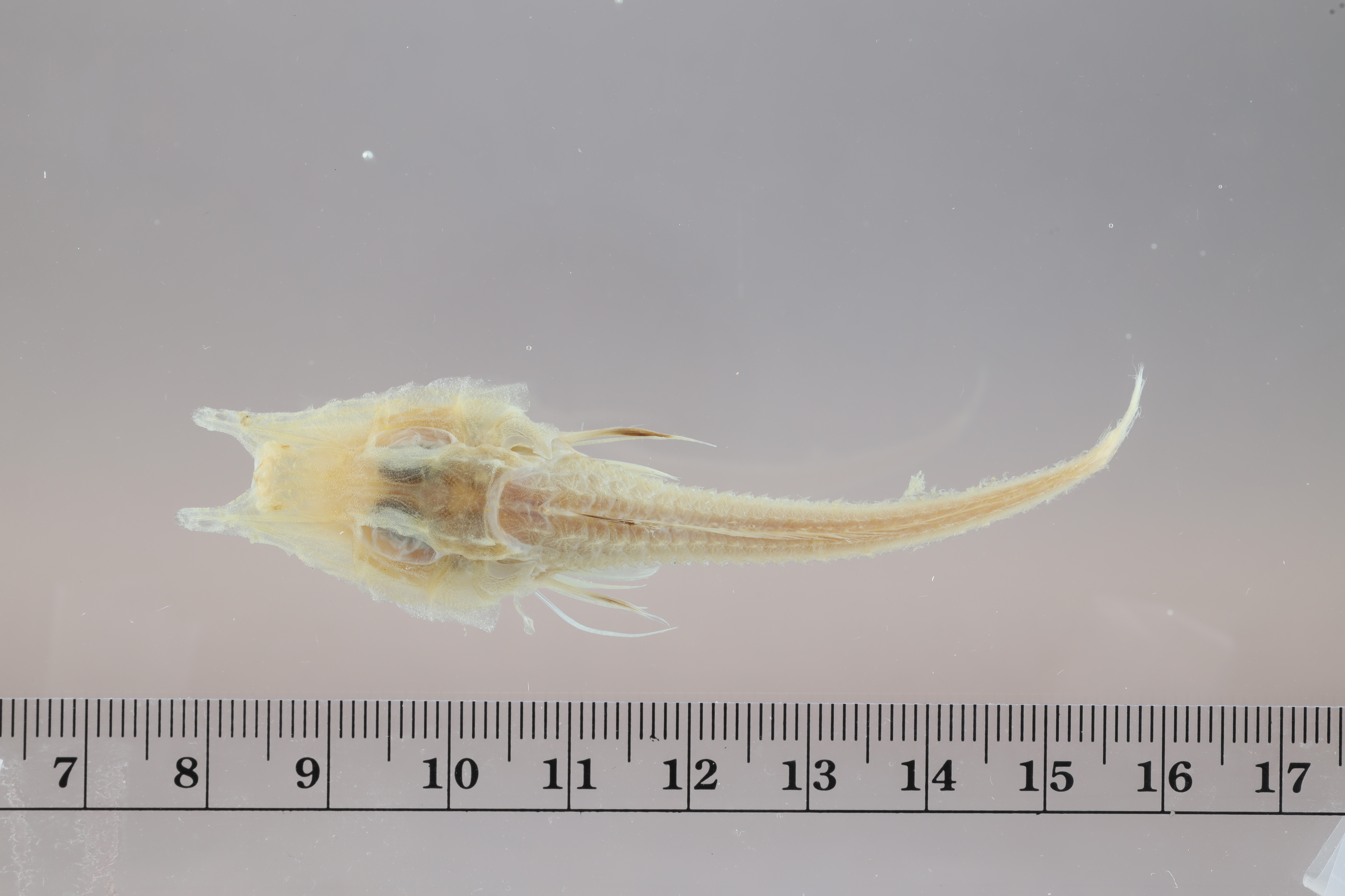 Peristedion truncatum