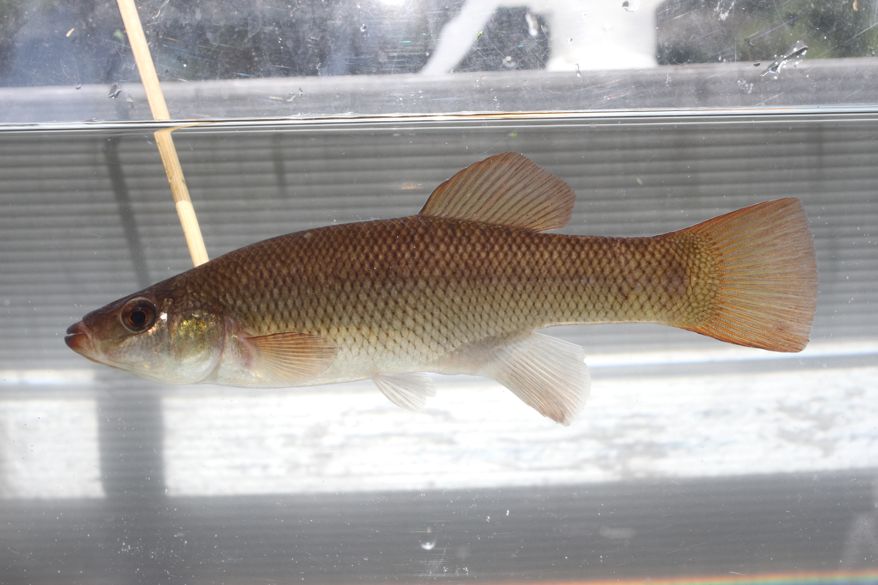 Fundulus seminolis