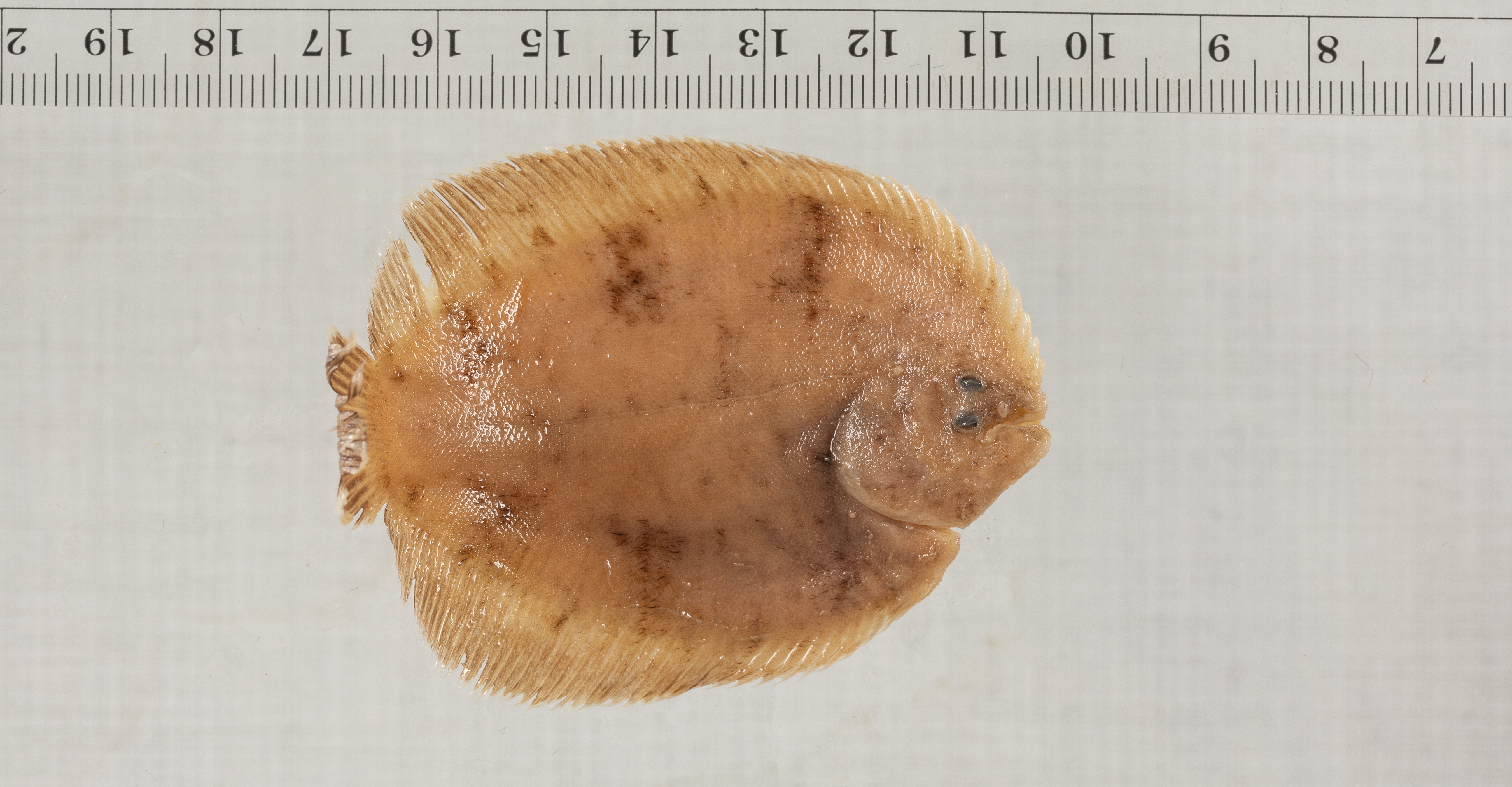 Drab sole (Achirus achirus) — Achiridae
