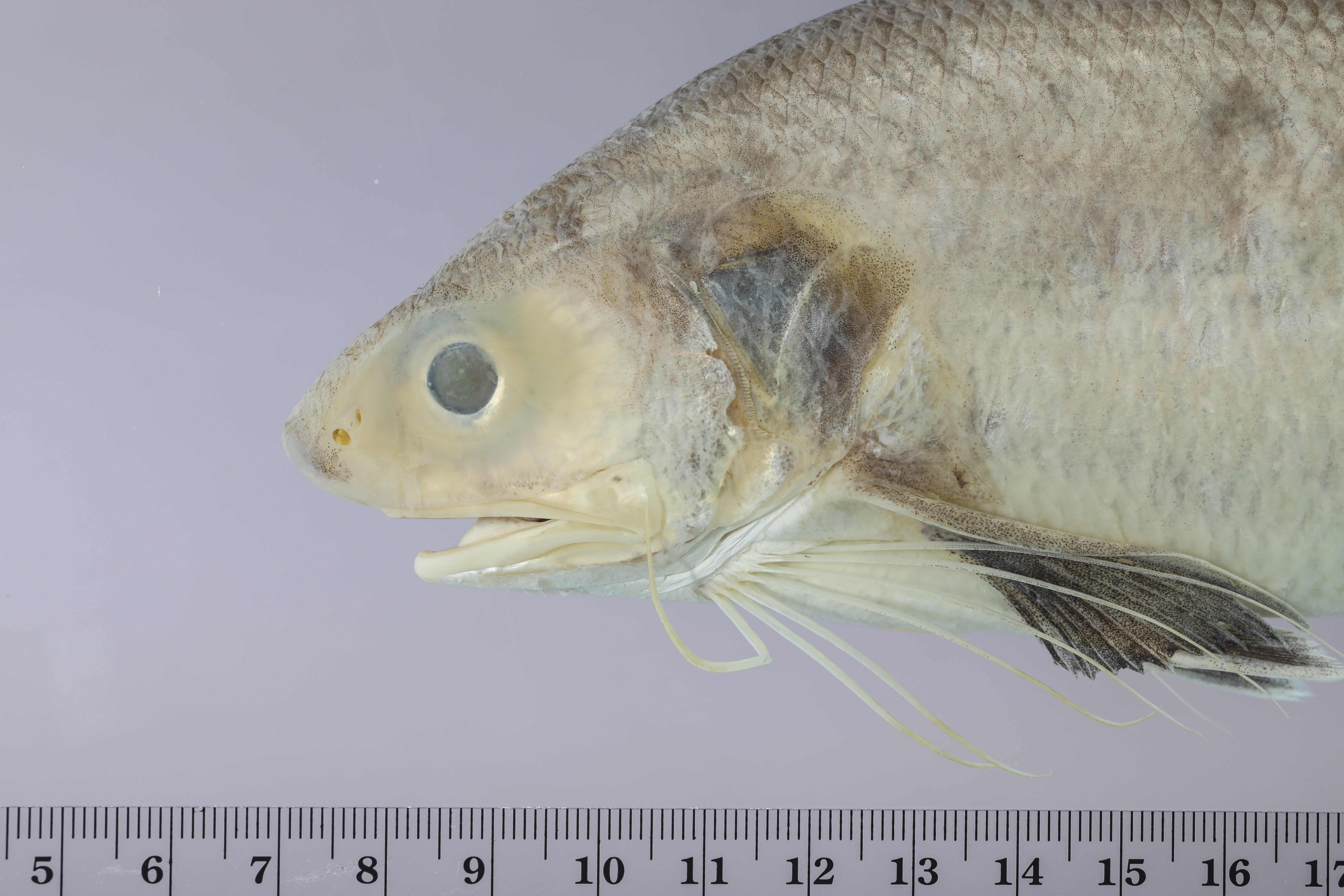 Barbu (Polydactylus virginicus) — Polynemidae — 4