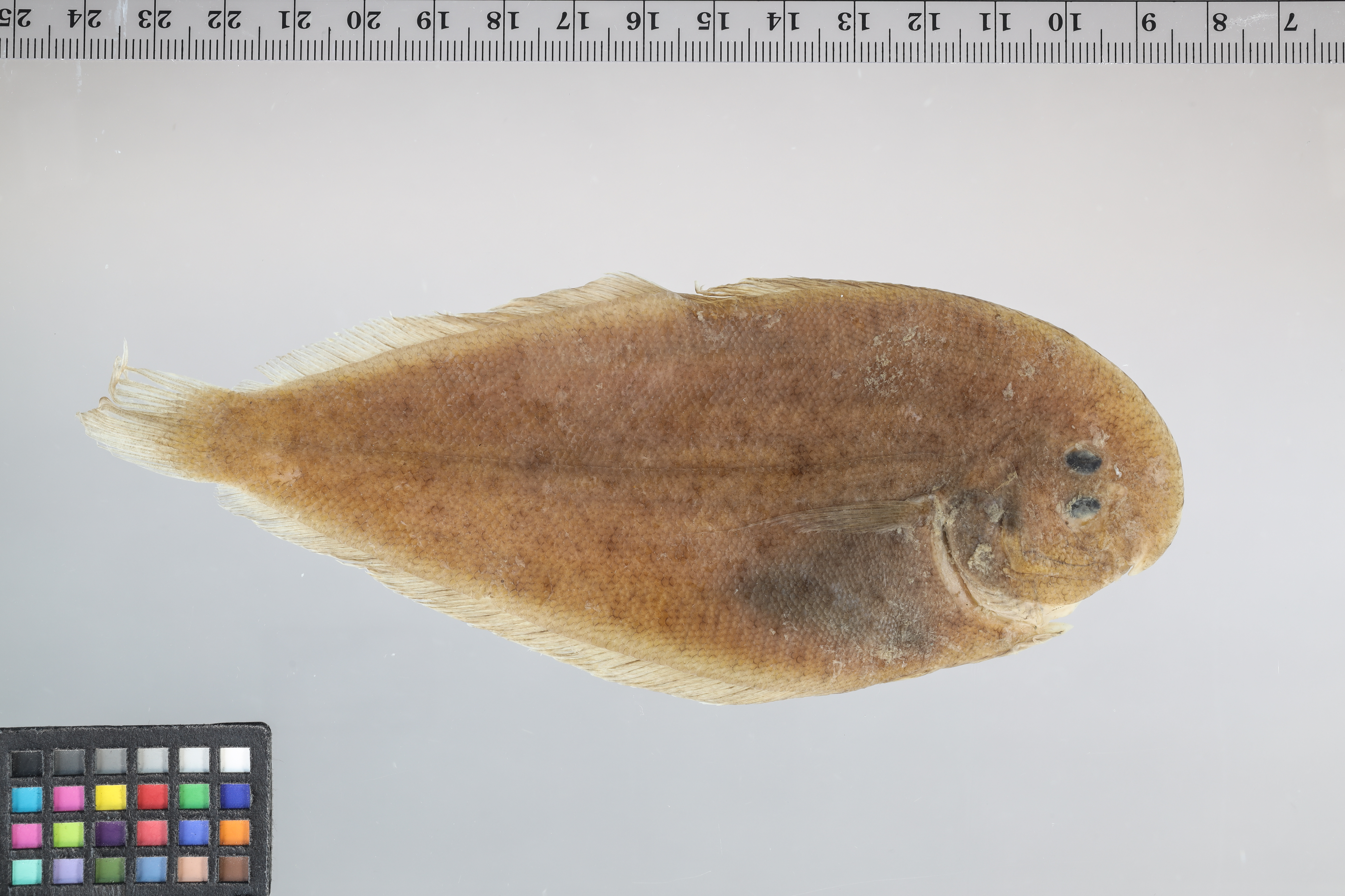 Peltorhamphus tenuis thumbnail