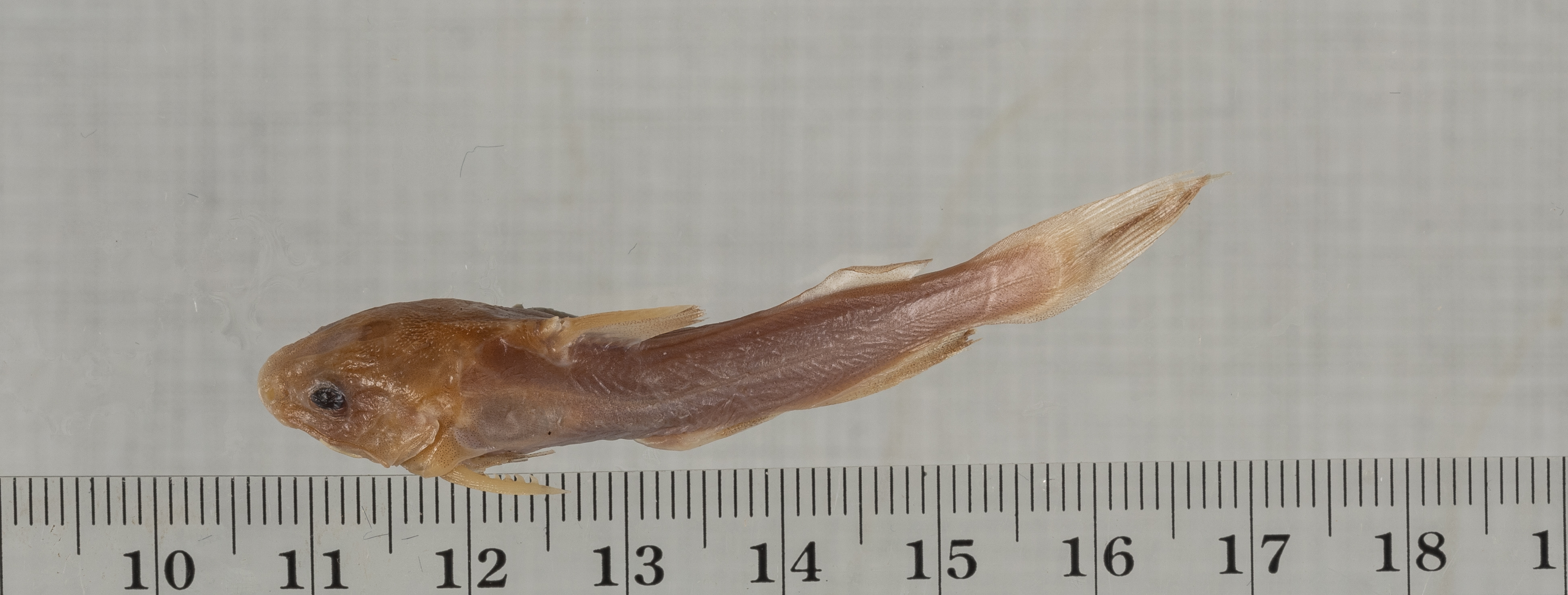 Softhead sea catfish (Amphiarius rugispinis) — Ariidae