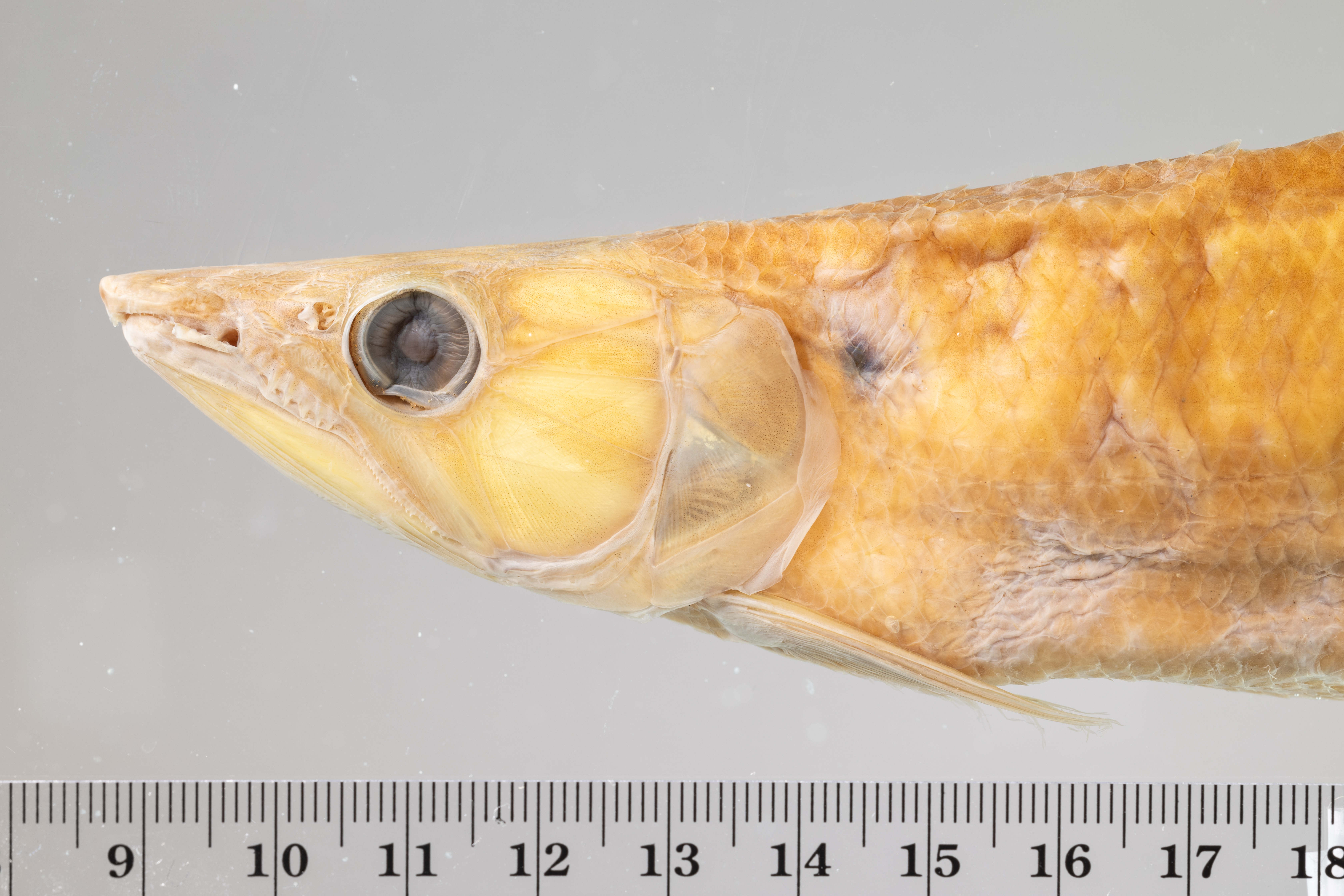 Hepsetus odoe