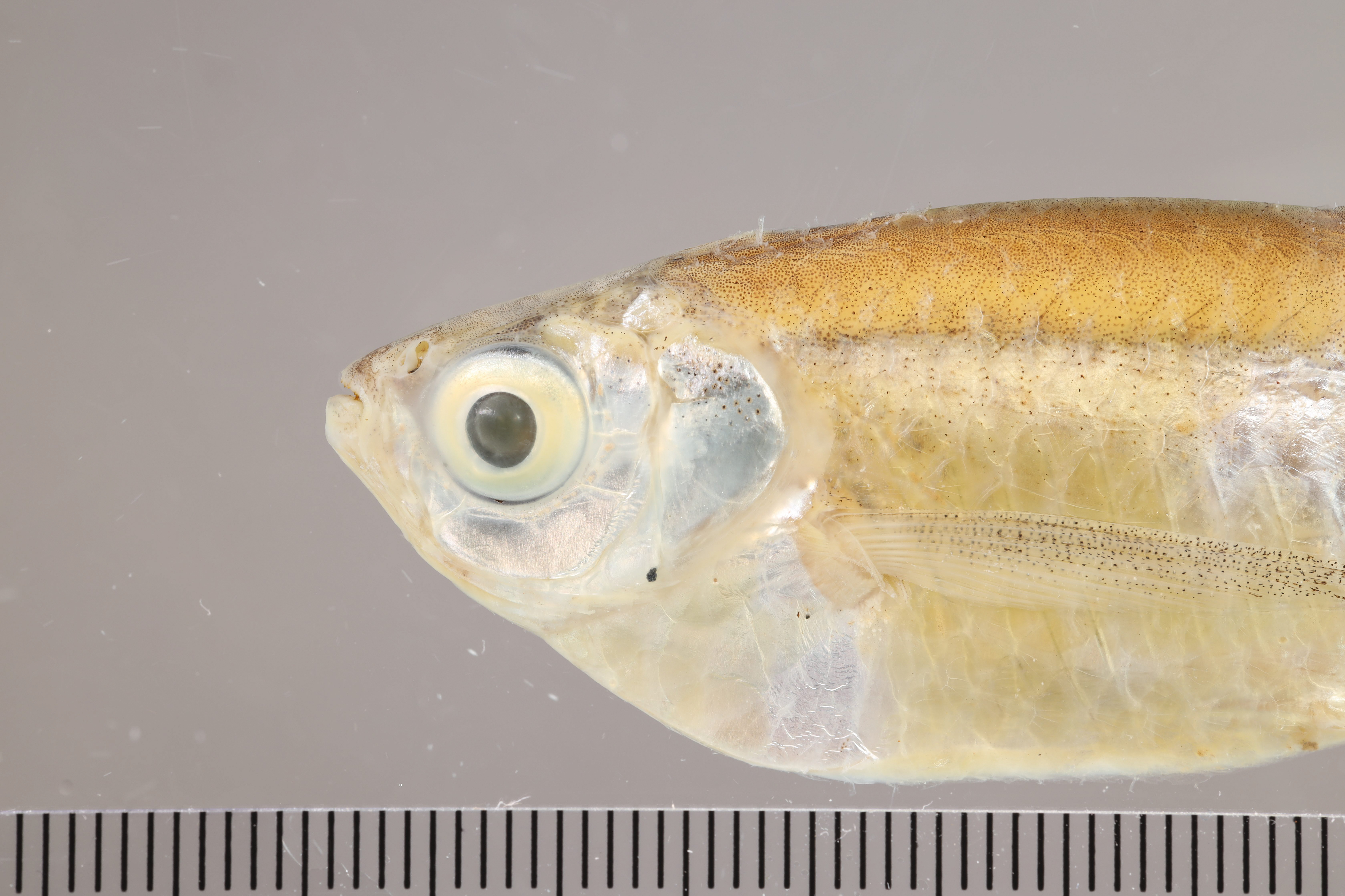 White sardine tetra (Triportheus albus) — Triportheidae — 3