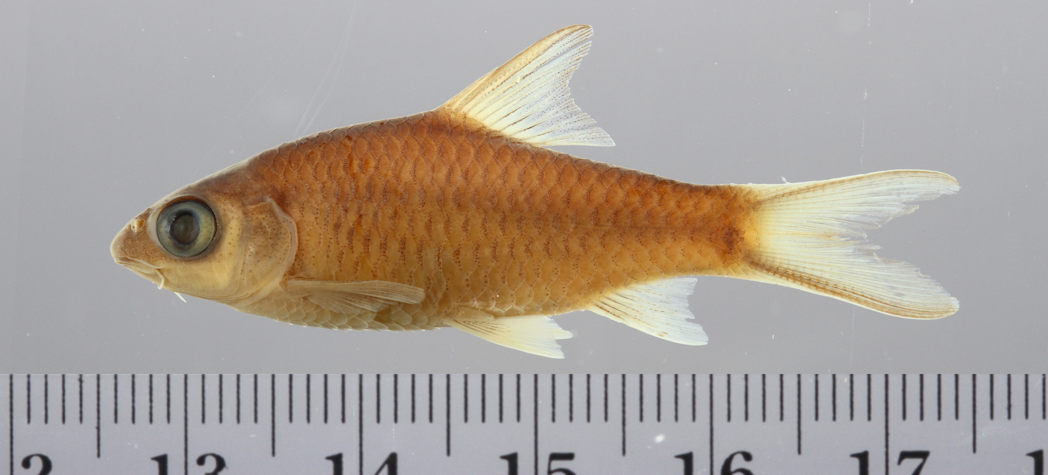 Mekong barb (Poropuntius deauratus) — Cyprinidae — 3