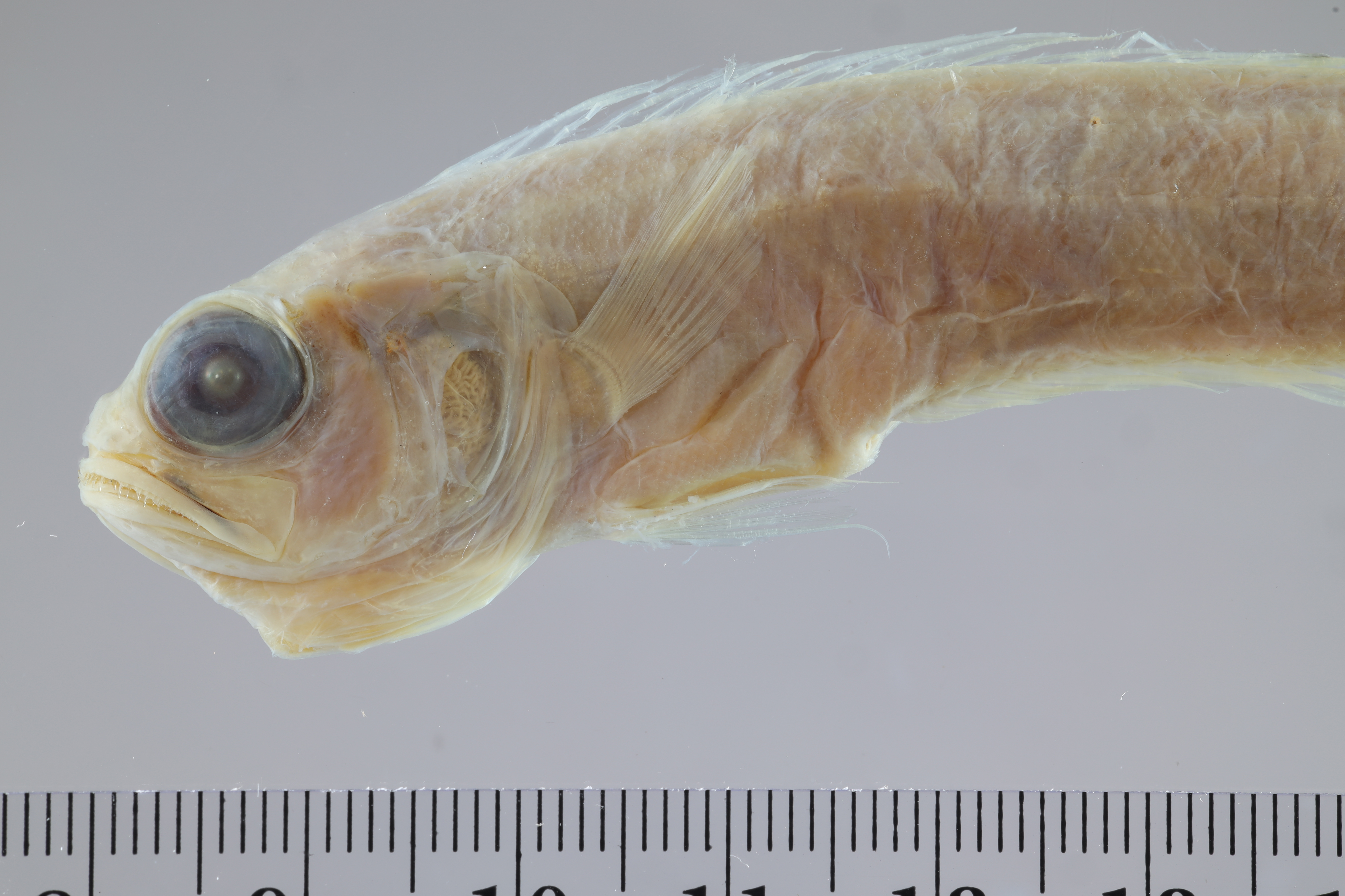 Cepola pauciradiata thumbnail