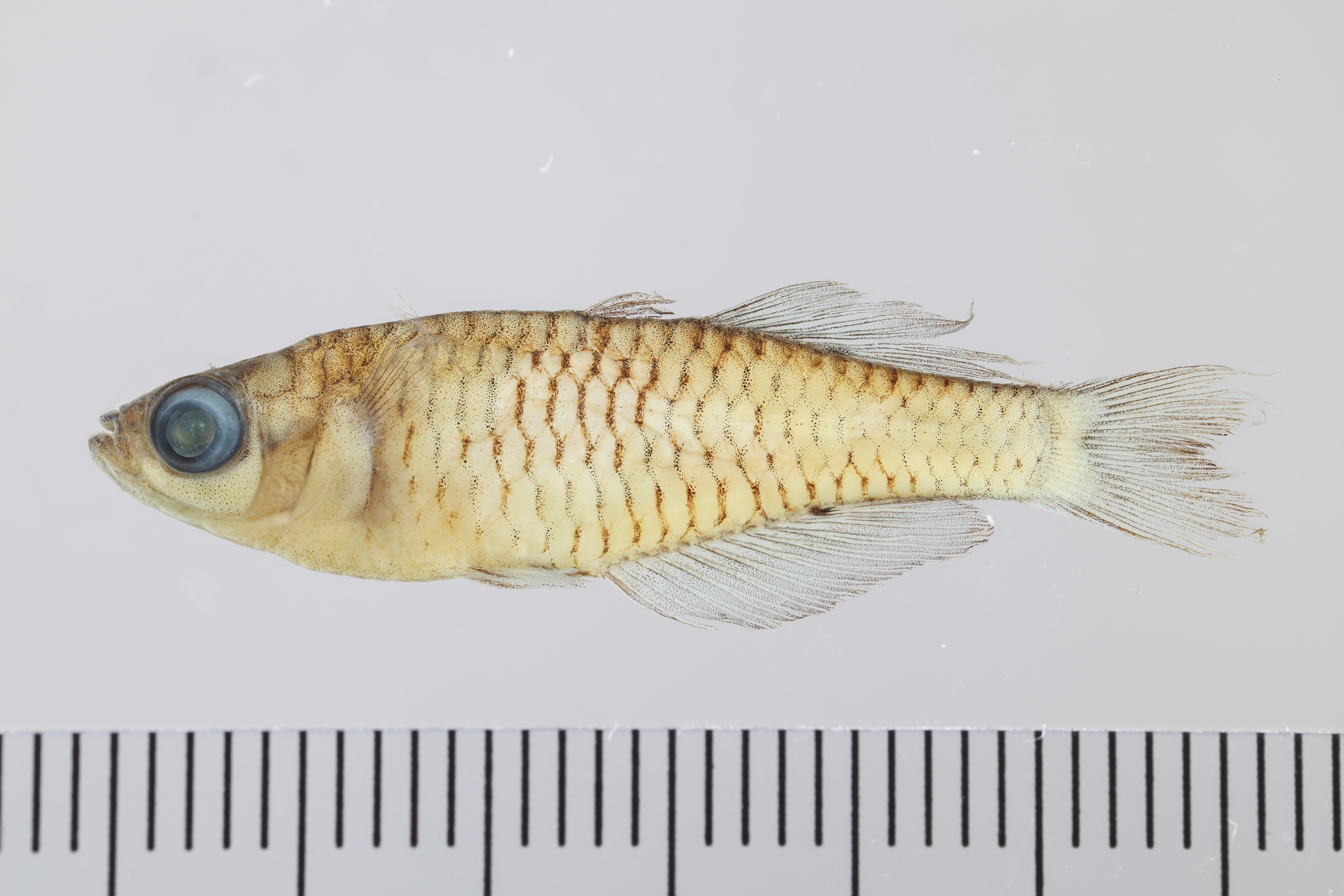 Vogelkop blue-eye (Pseudomugil reticulatus) — Pseudomugilidae