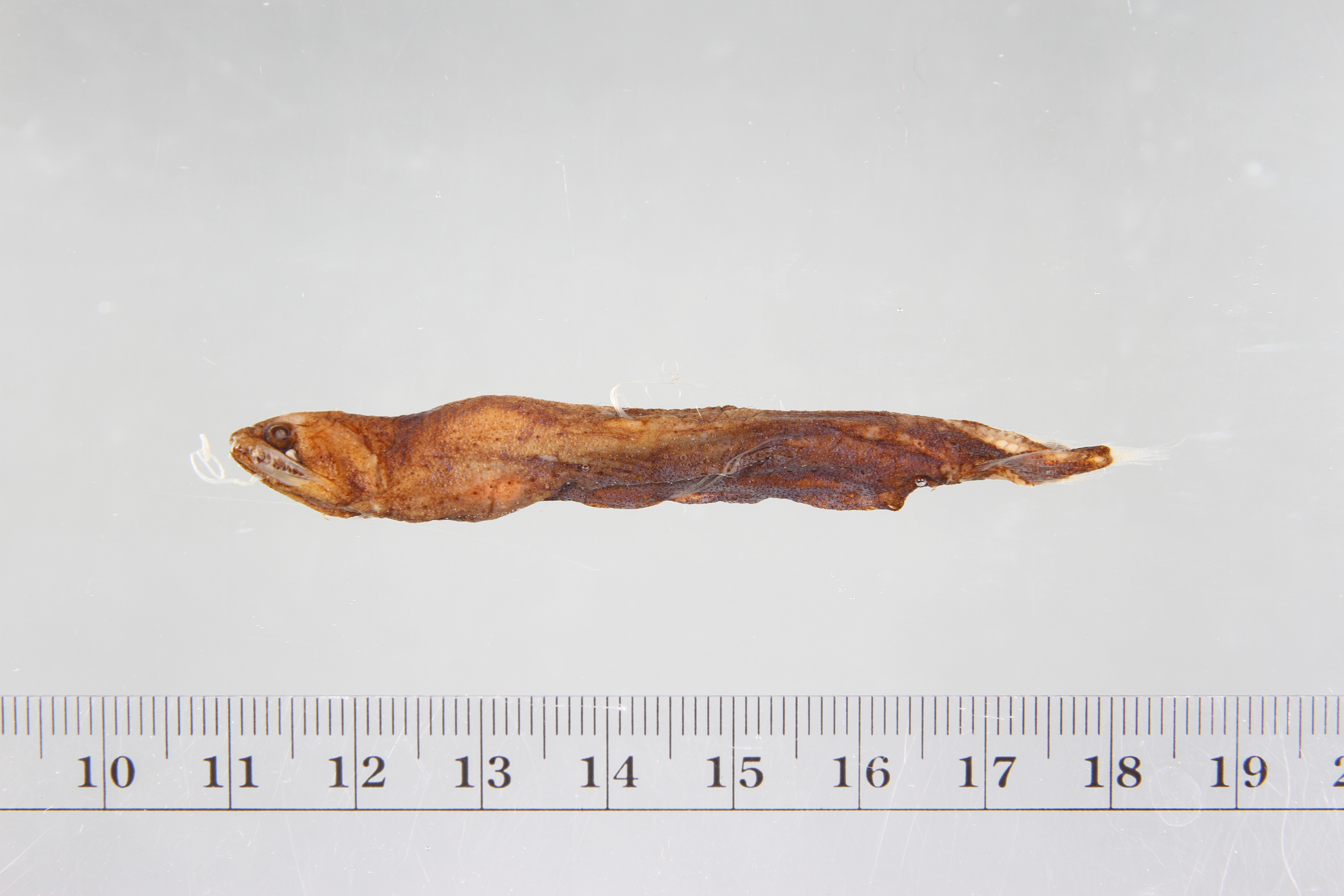 Bathophilus pawneei