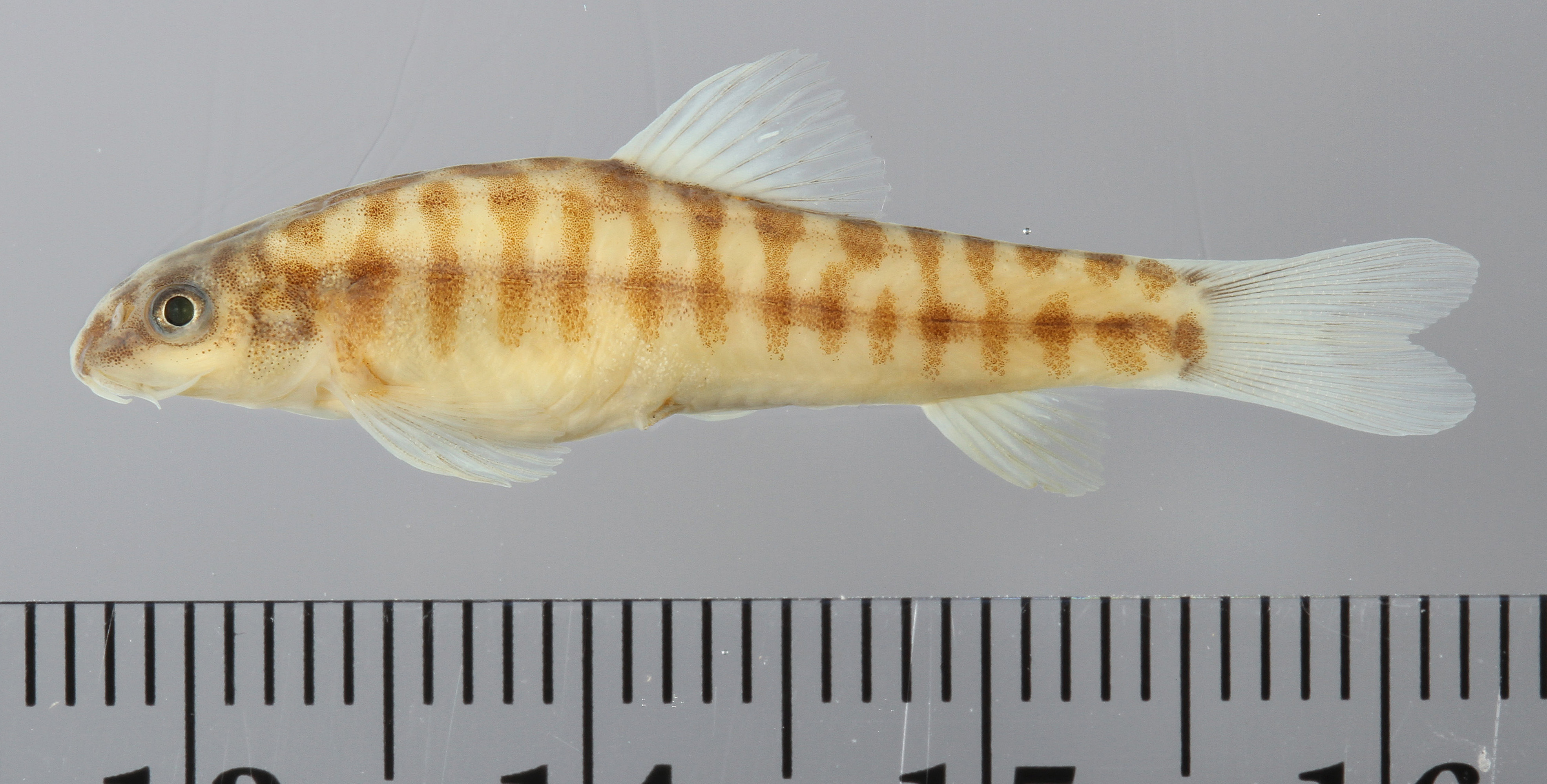 Physoschistura pseudobrunneana