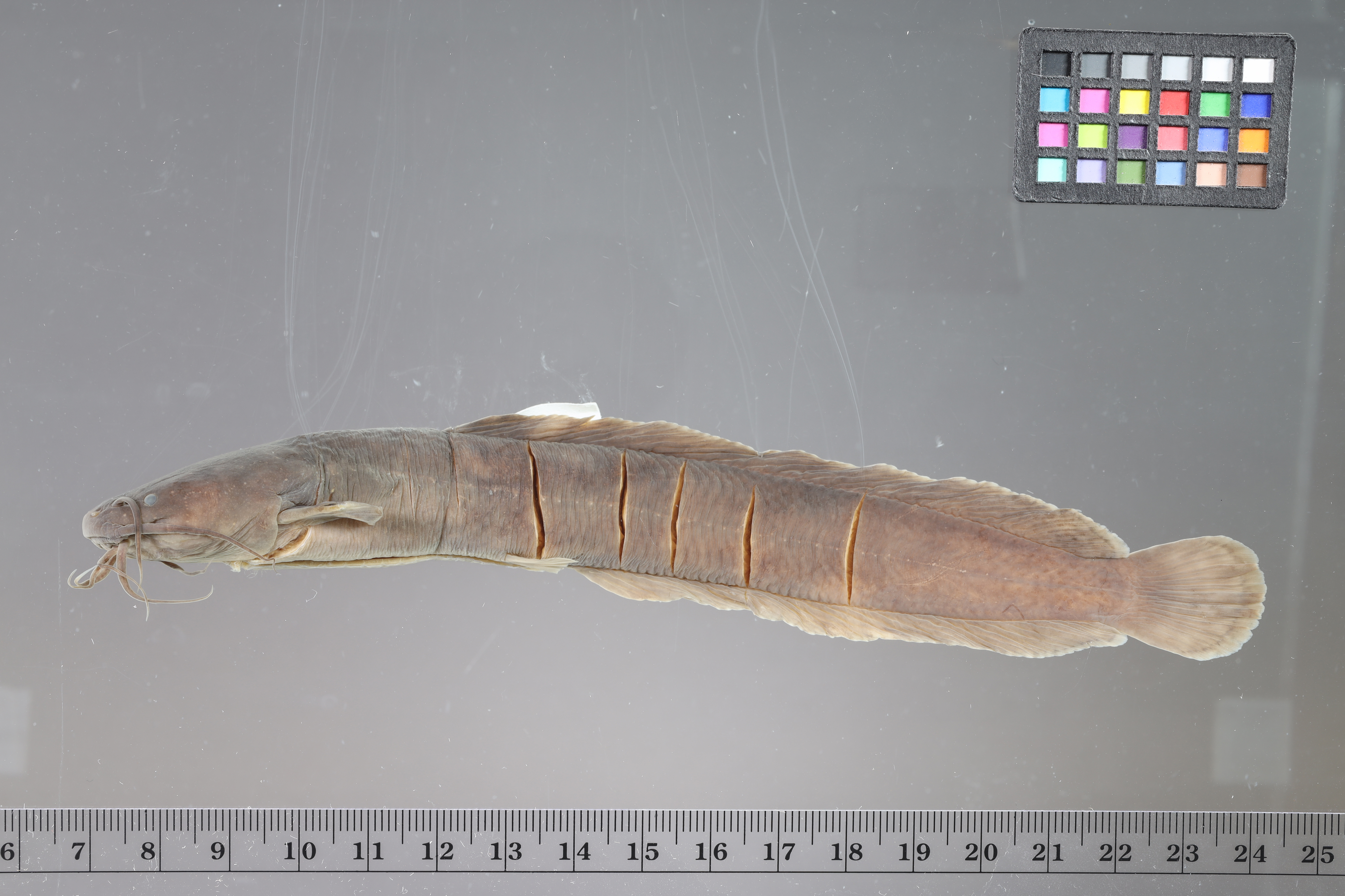 Clarias liocephalus