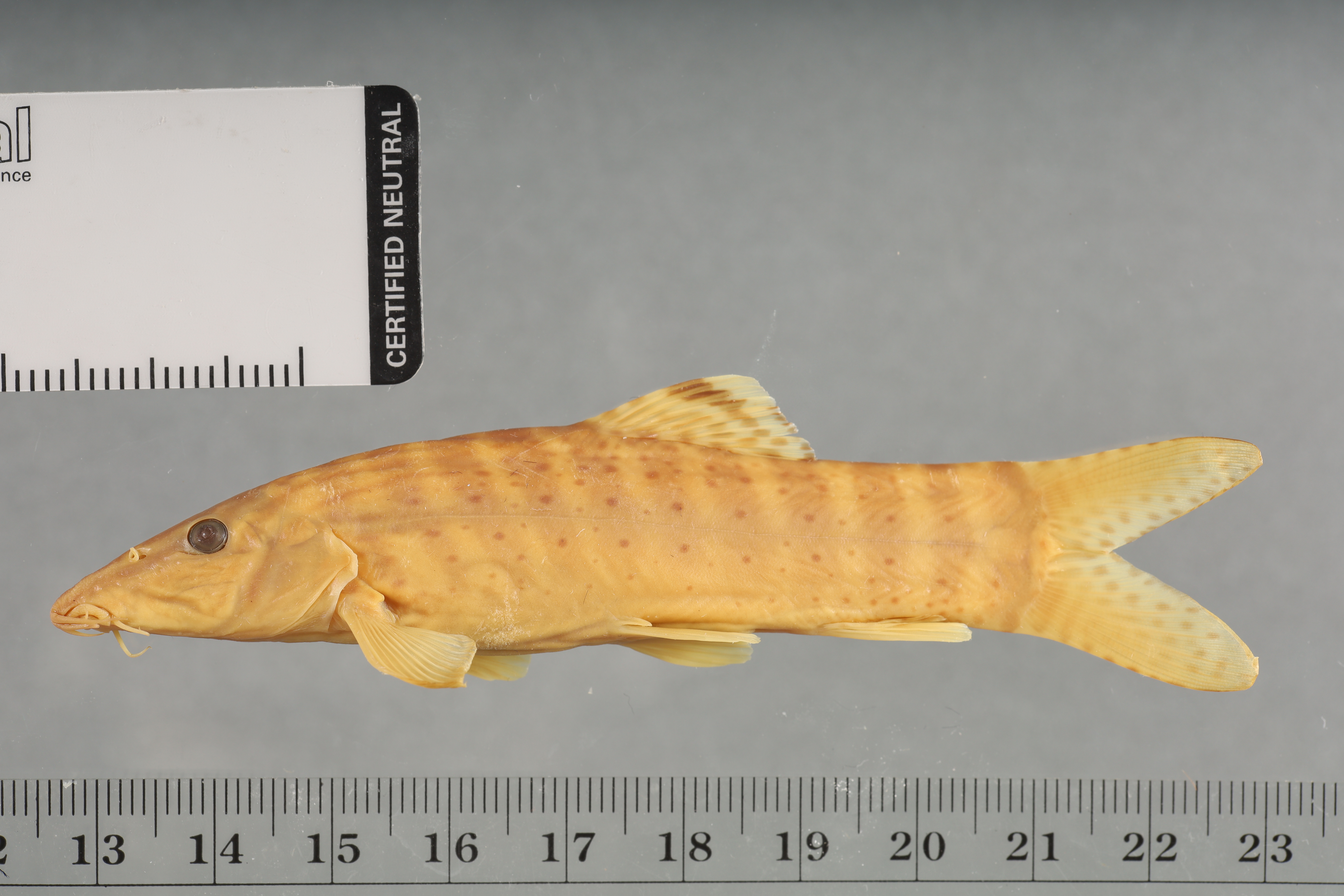 Syncrossus beauforti