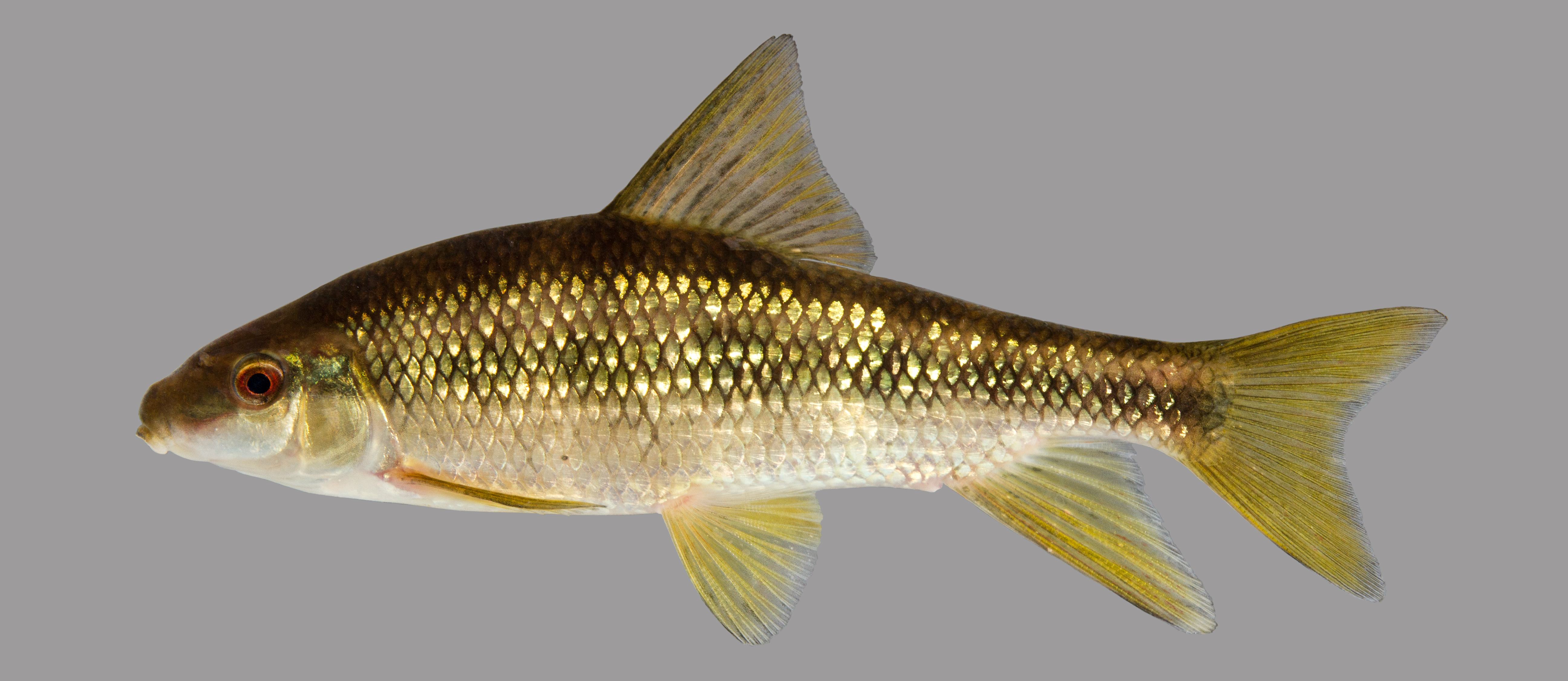 Sharpfin chubsucker (Erimyzon tenuis) — Catostomidae — 4