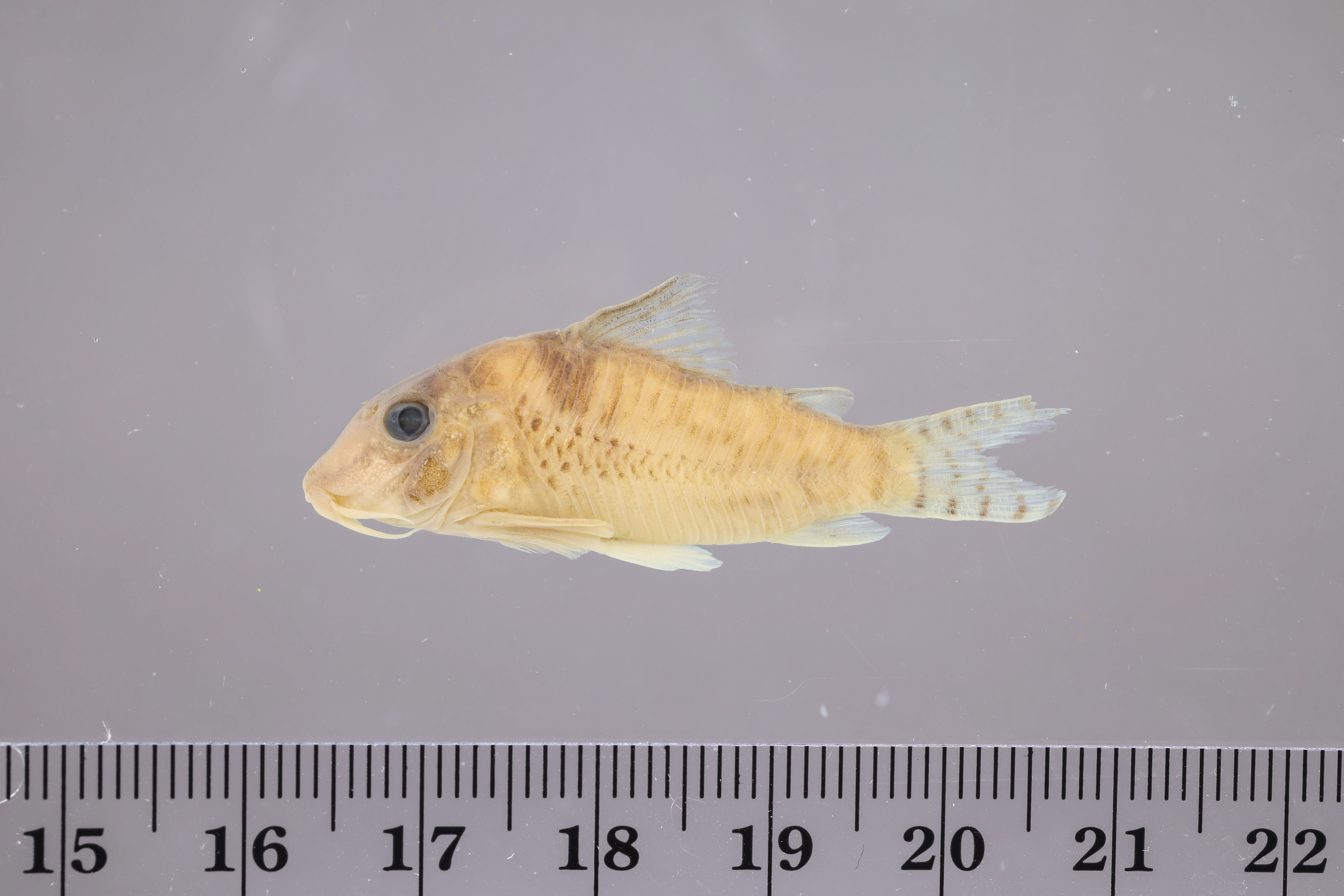 Northern longnose corydoras (Corydoras septentrionalis) — Callichthyidae — 2