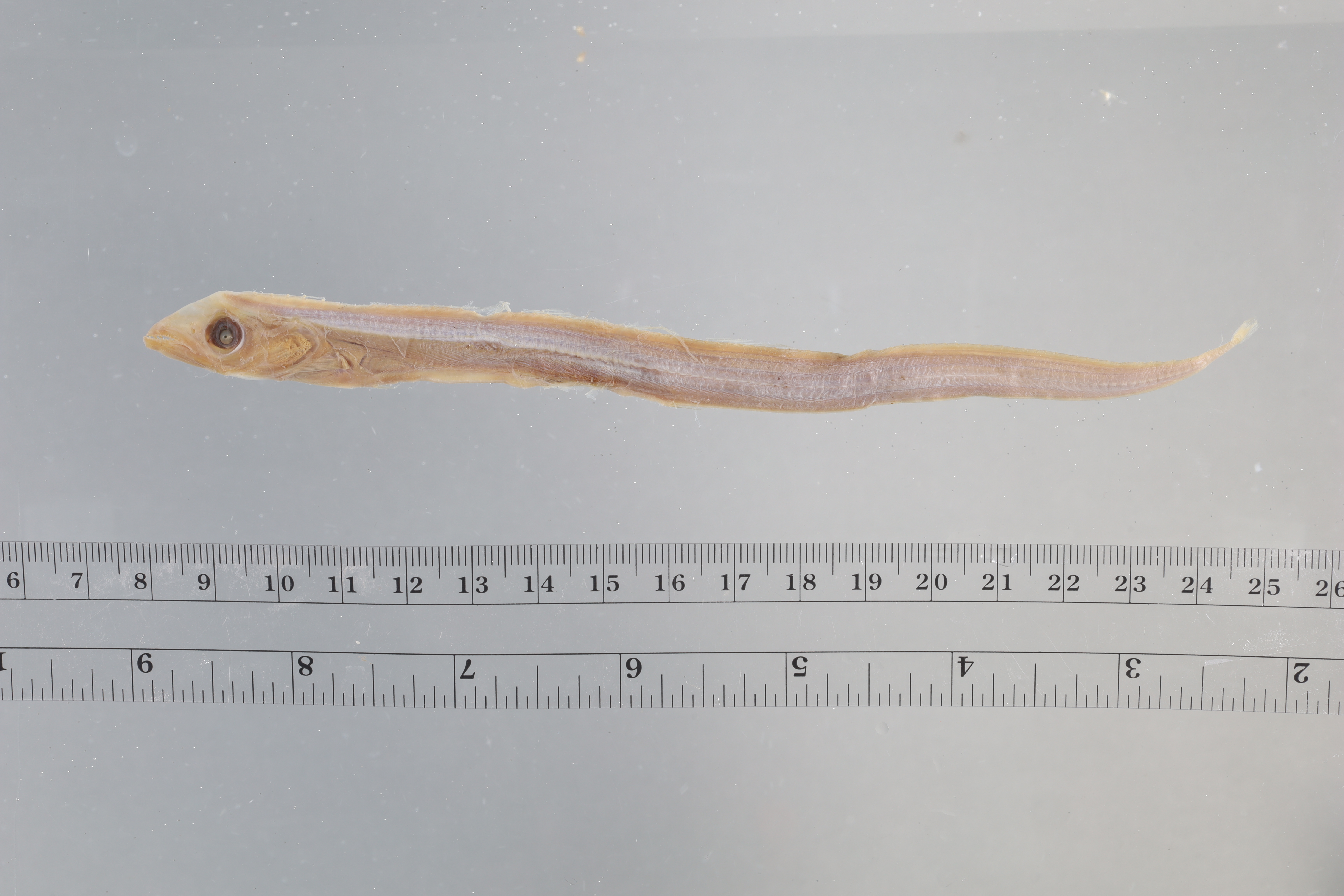 Channel scabbardfish (Evoxymetopon taeniatus) — Trichiuridae — 5