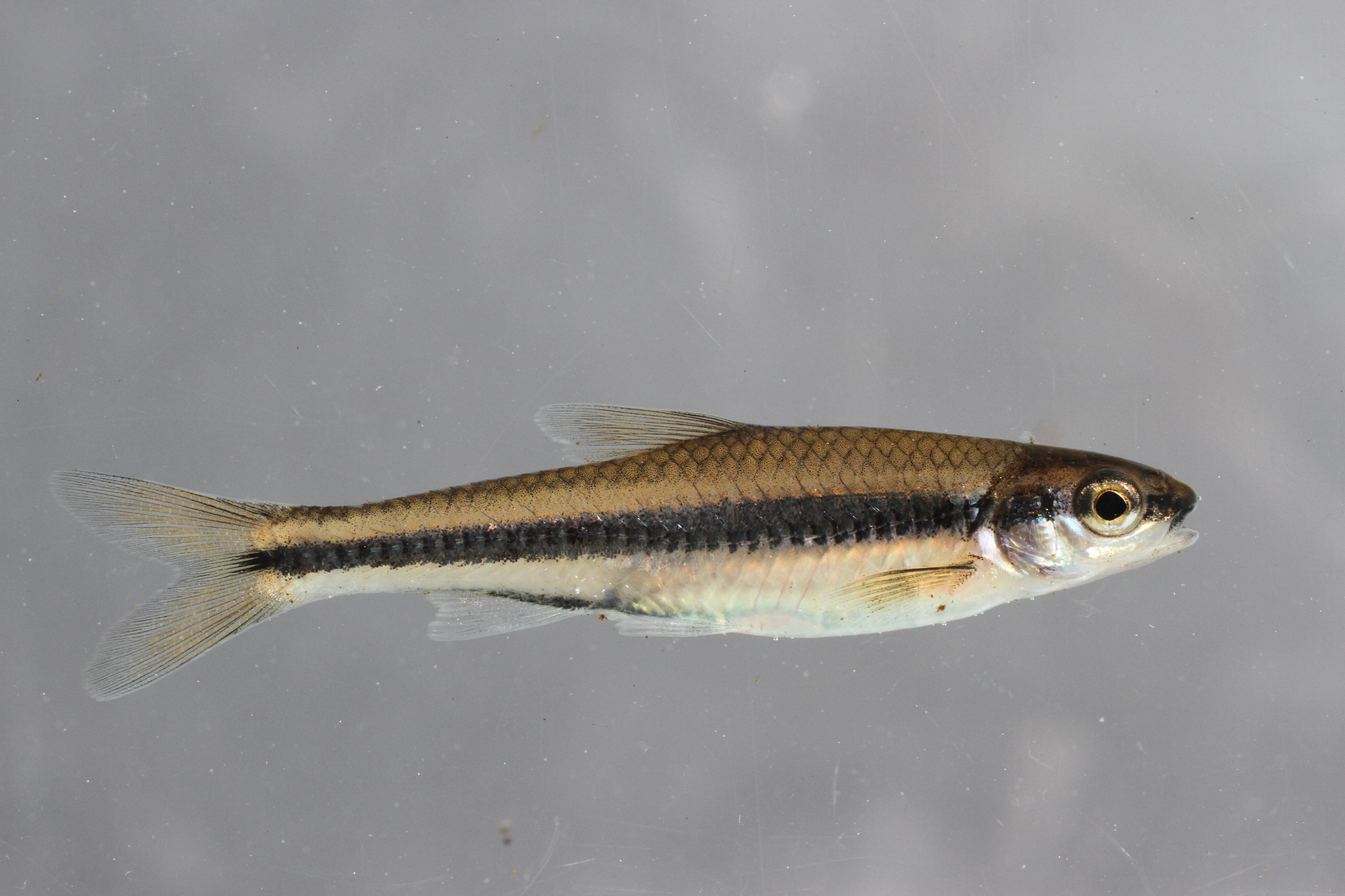 Kust-shiner (Notropis petersoni) — Cyprinidae