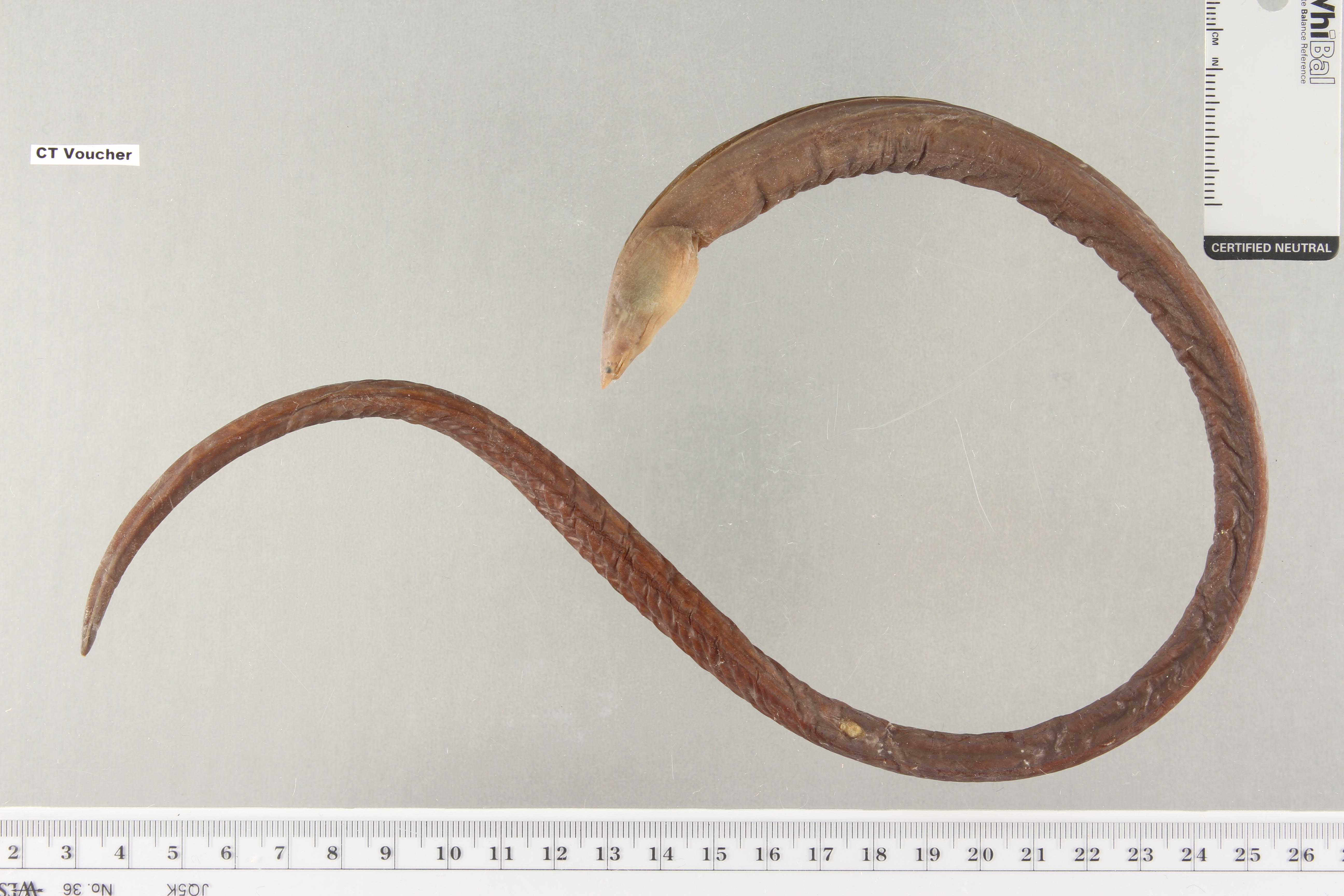 Sailfin worm eel (Letharchus velifer) — Ophichthidae — 2