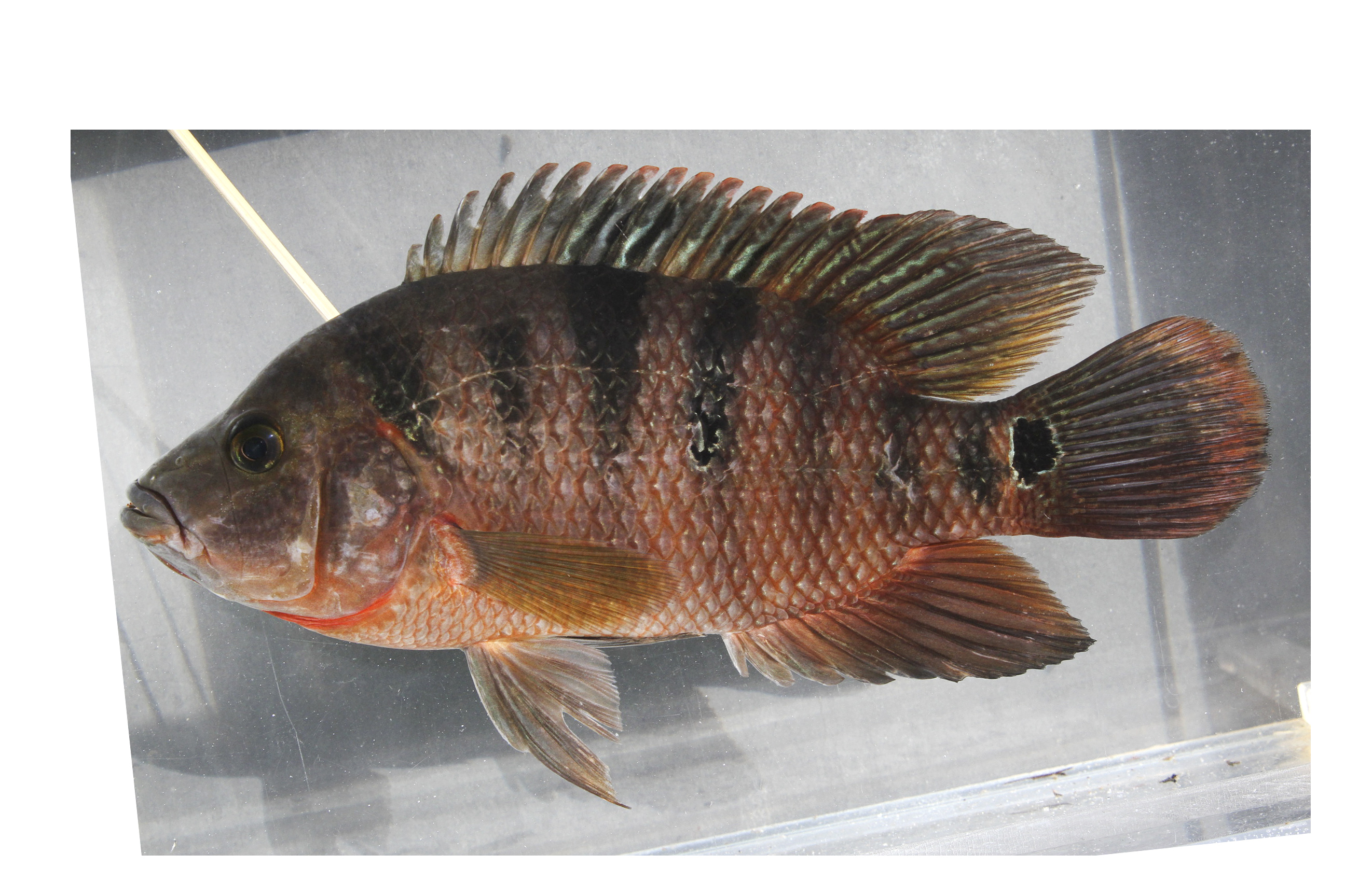 Mayaheros urophthalmus thumbnail