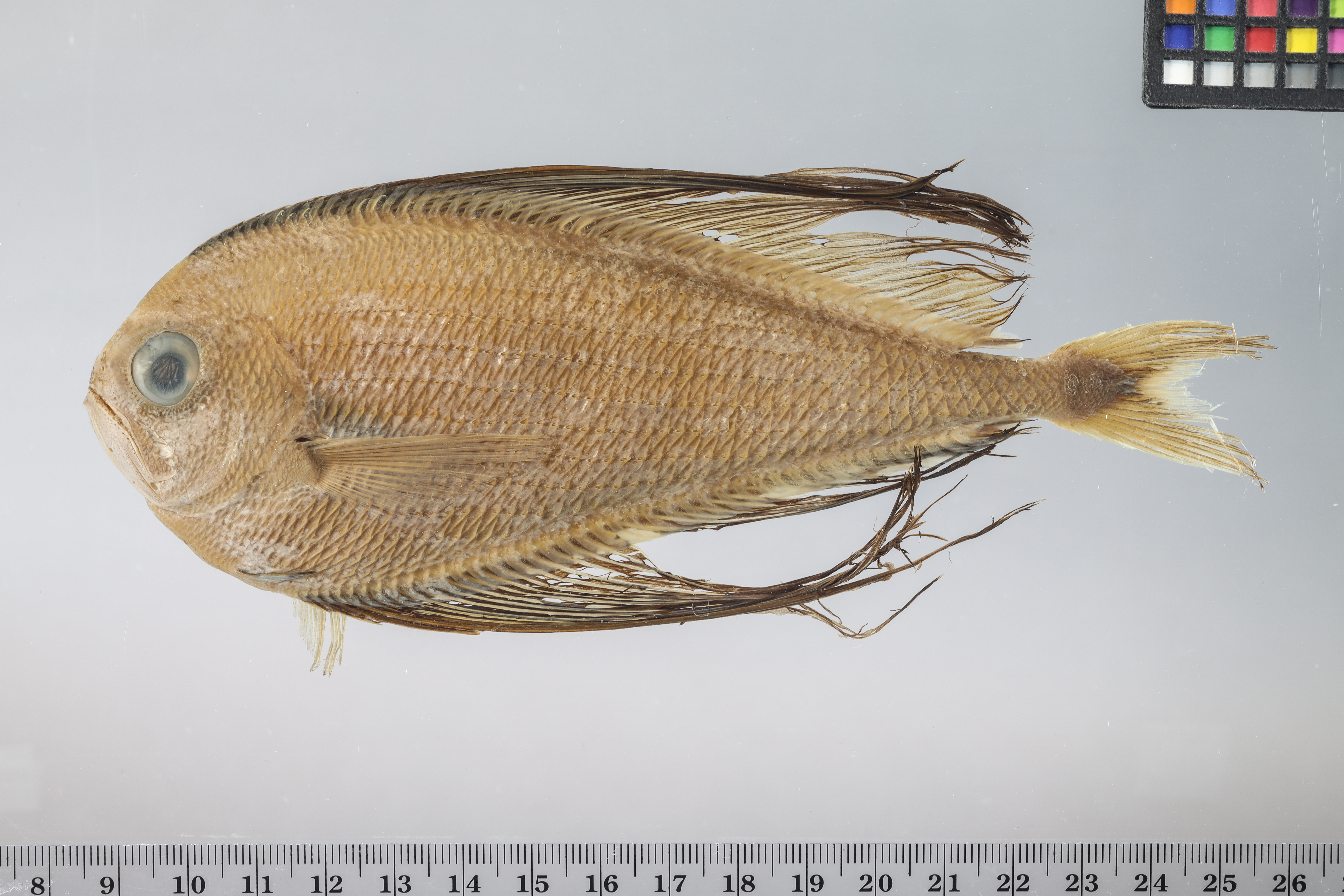 Pterycombus brama