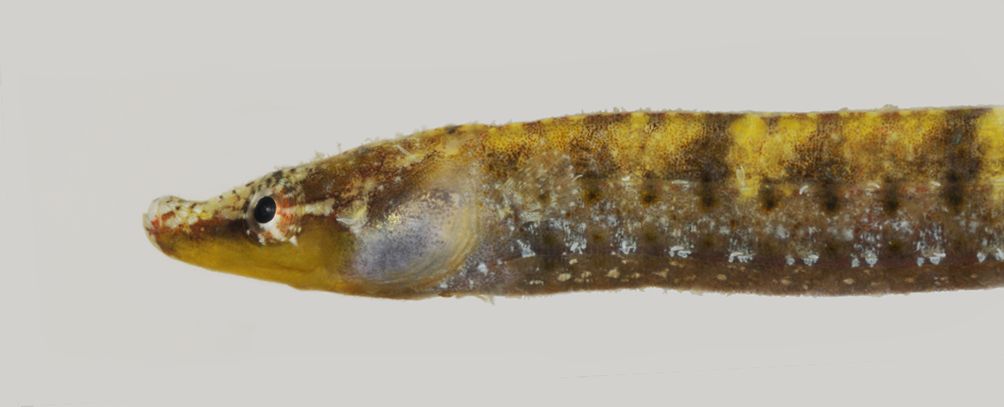 Bryx dunckeri