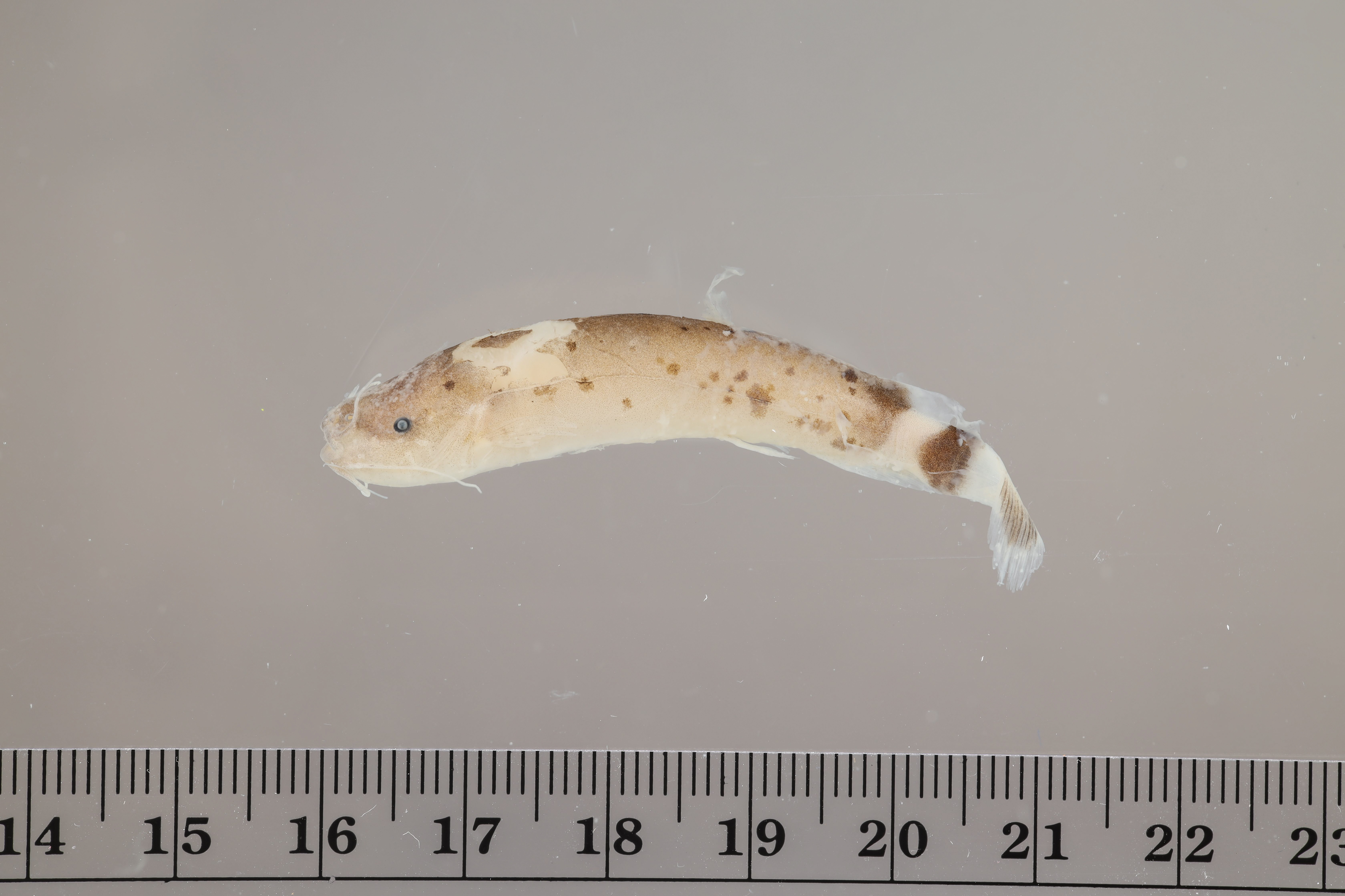 Electric catfish (Malapterurus electricus) — Malapteruridae — 2