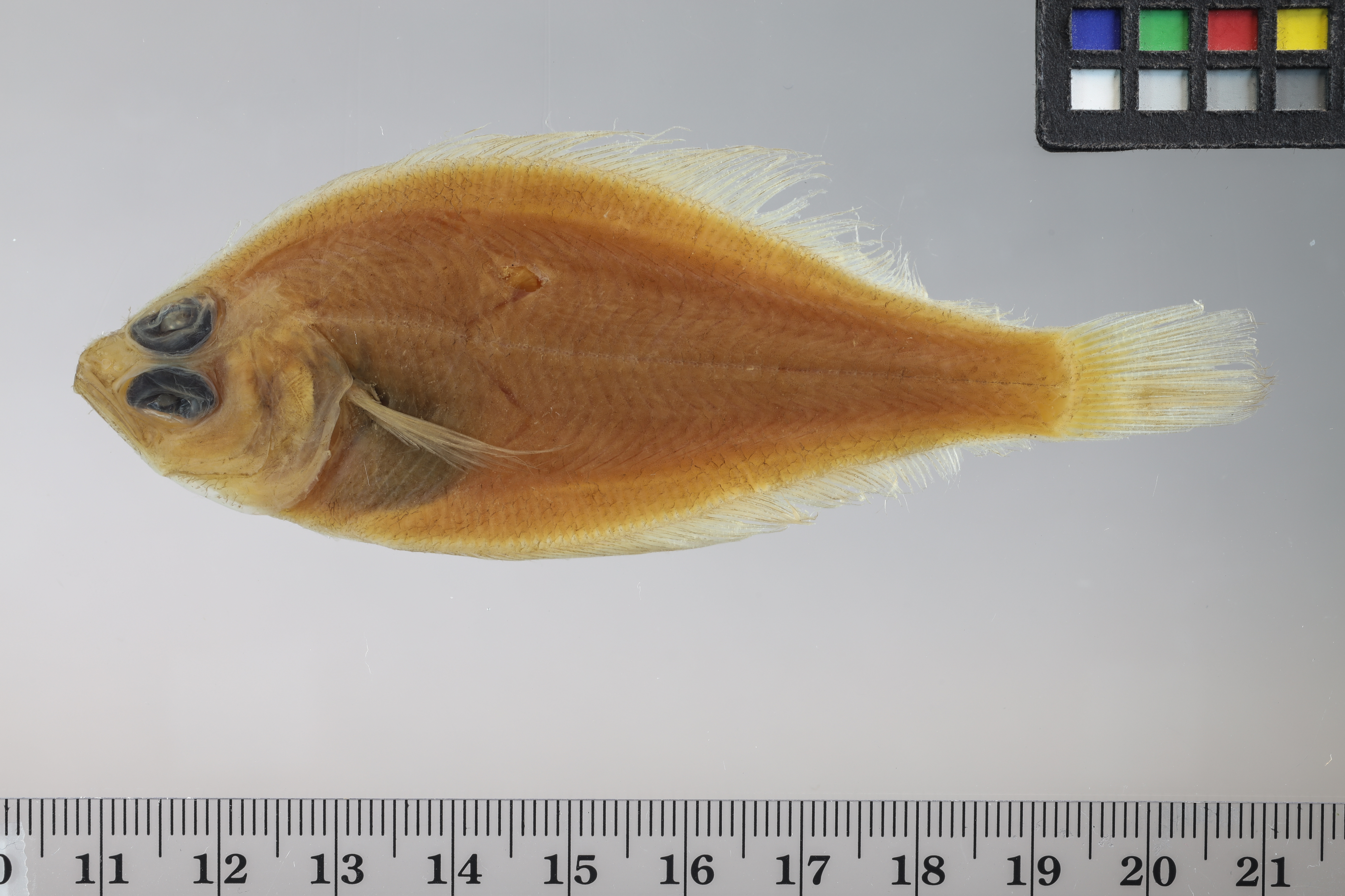 Gulf sanddab (Citharichthys fragilis) — Paralichthyidae