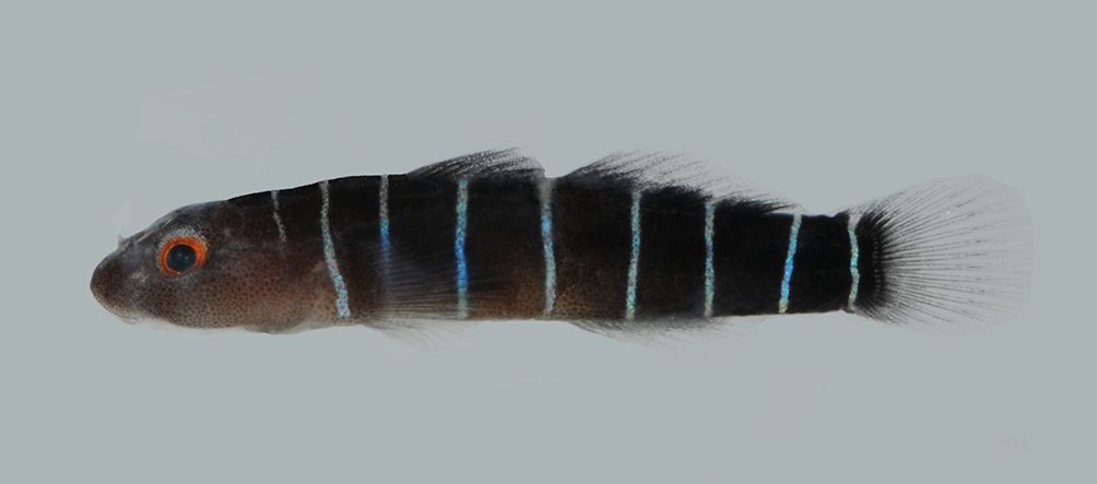 Nineline goby (Ginsburgellus novemlineatus) — Gobiidae — 2