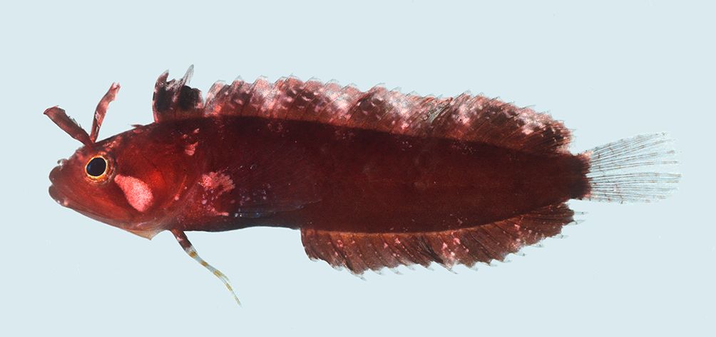 Horned blenny (Paraclinus grandicomis) — Labrisomidae