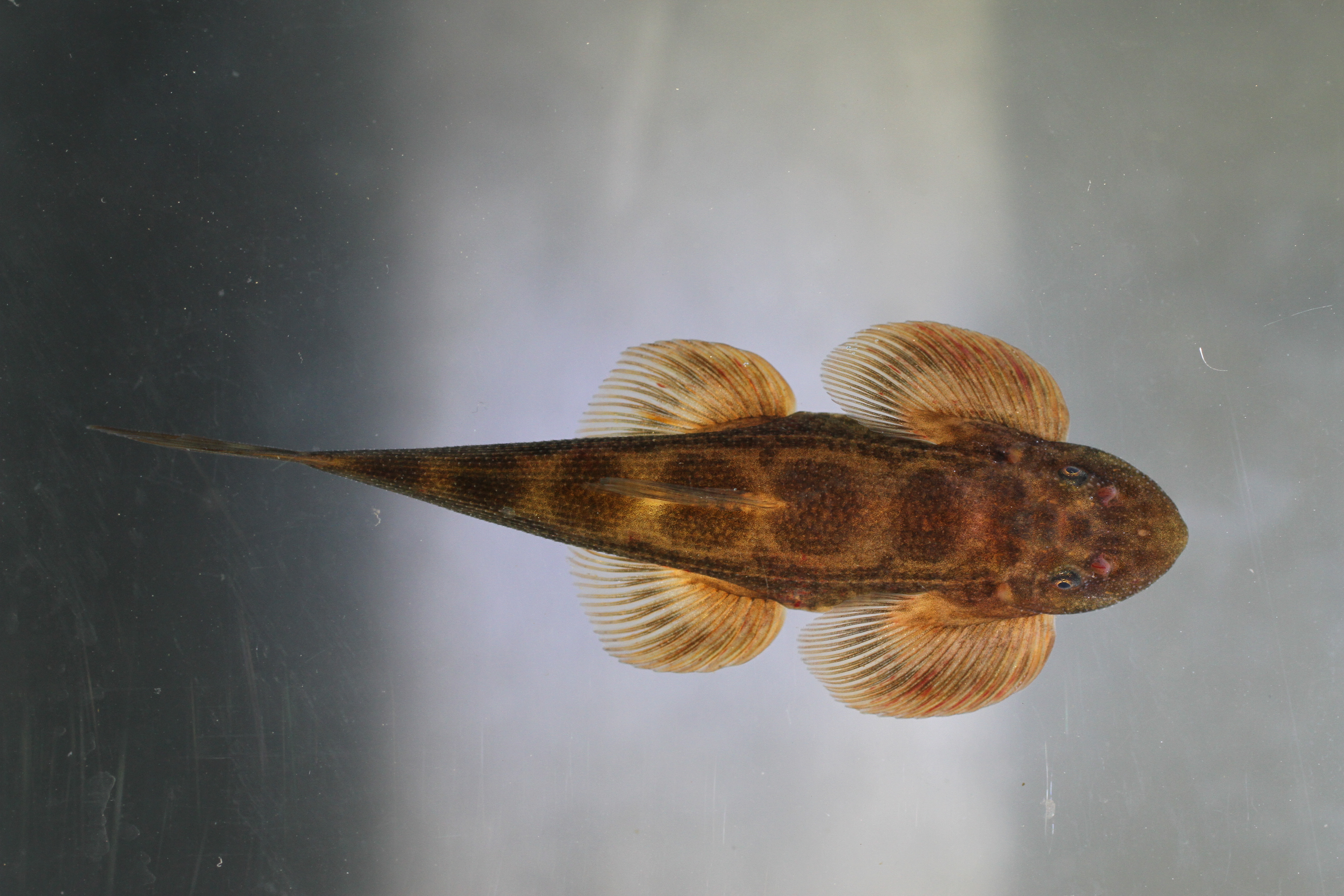 Burmese hillstream loach (Balitora burmanica) — Balitoridae — 2