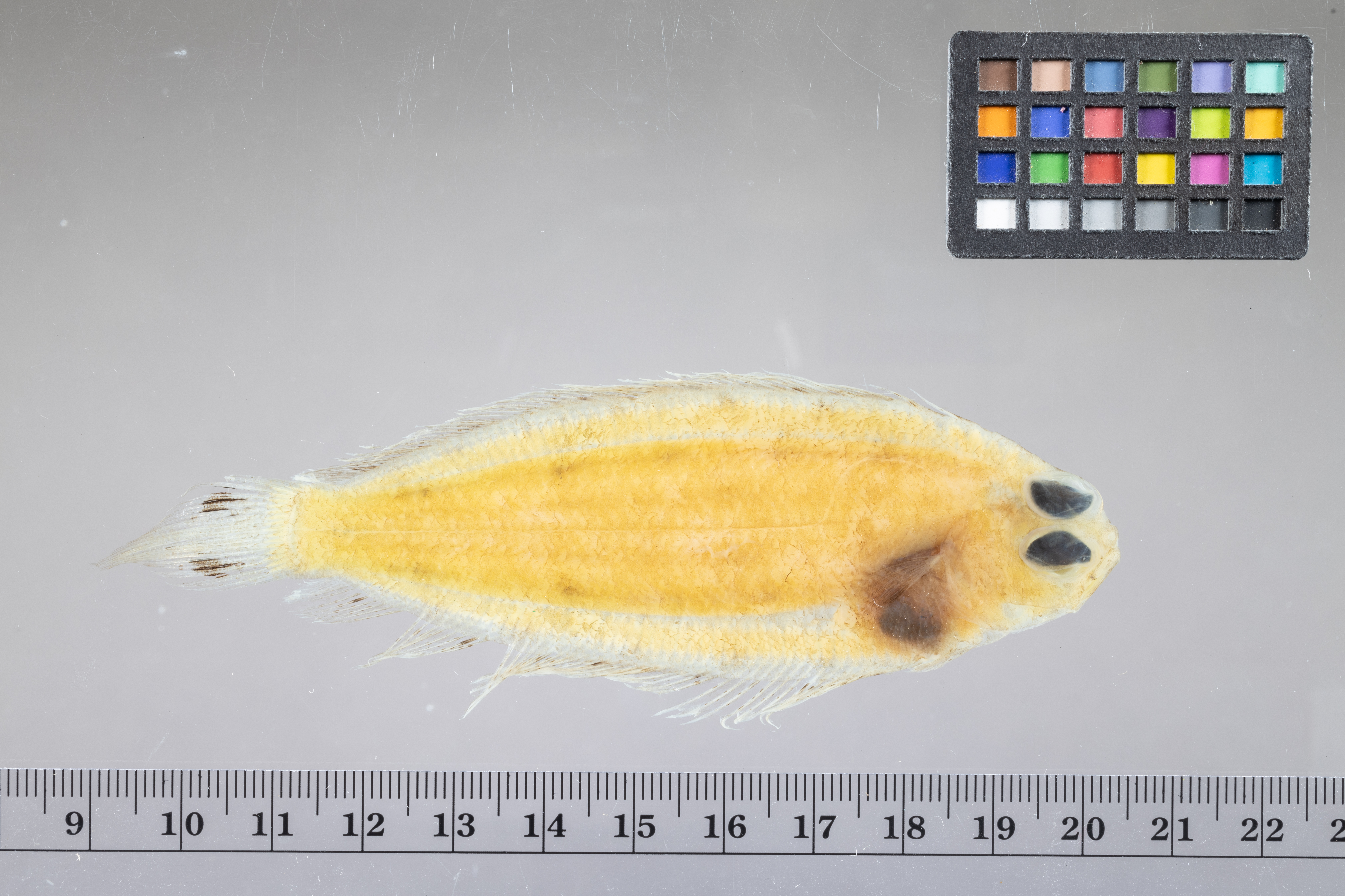 Diepwater-bot (Poecilopsetta beanii) — Poecilopsettidae — 2
