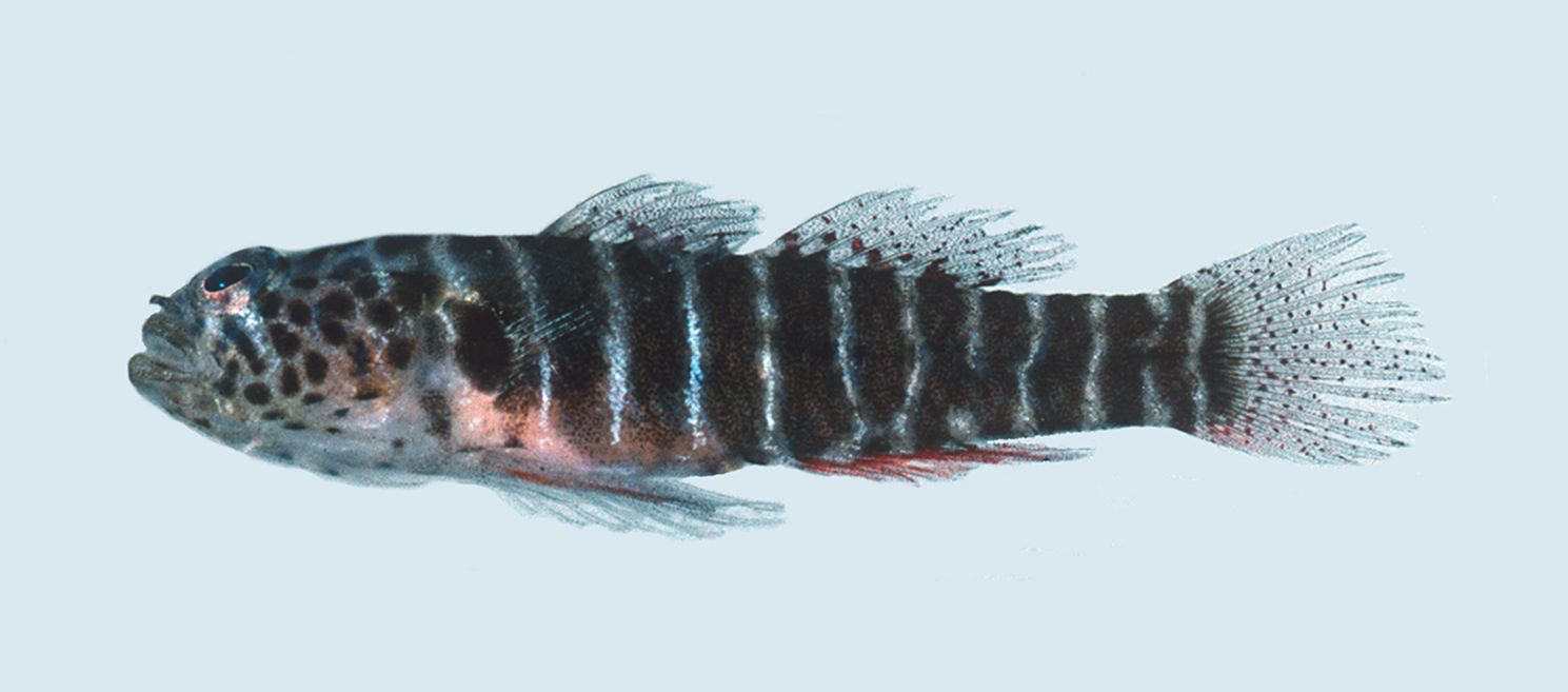 Island goby (Lythrypnus nesiotes) — Gobiidae — 2