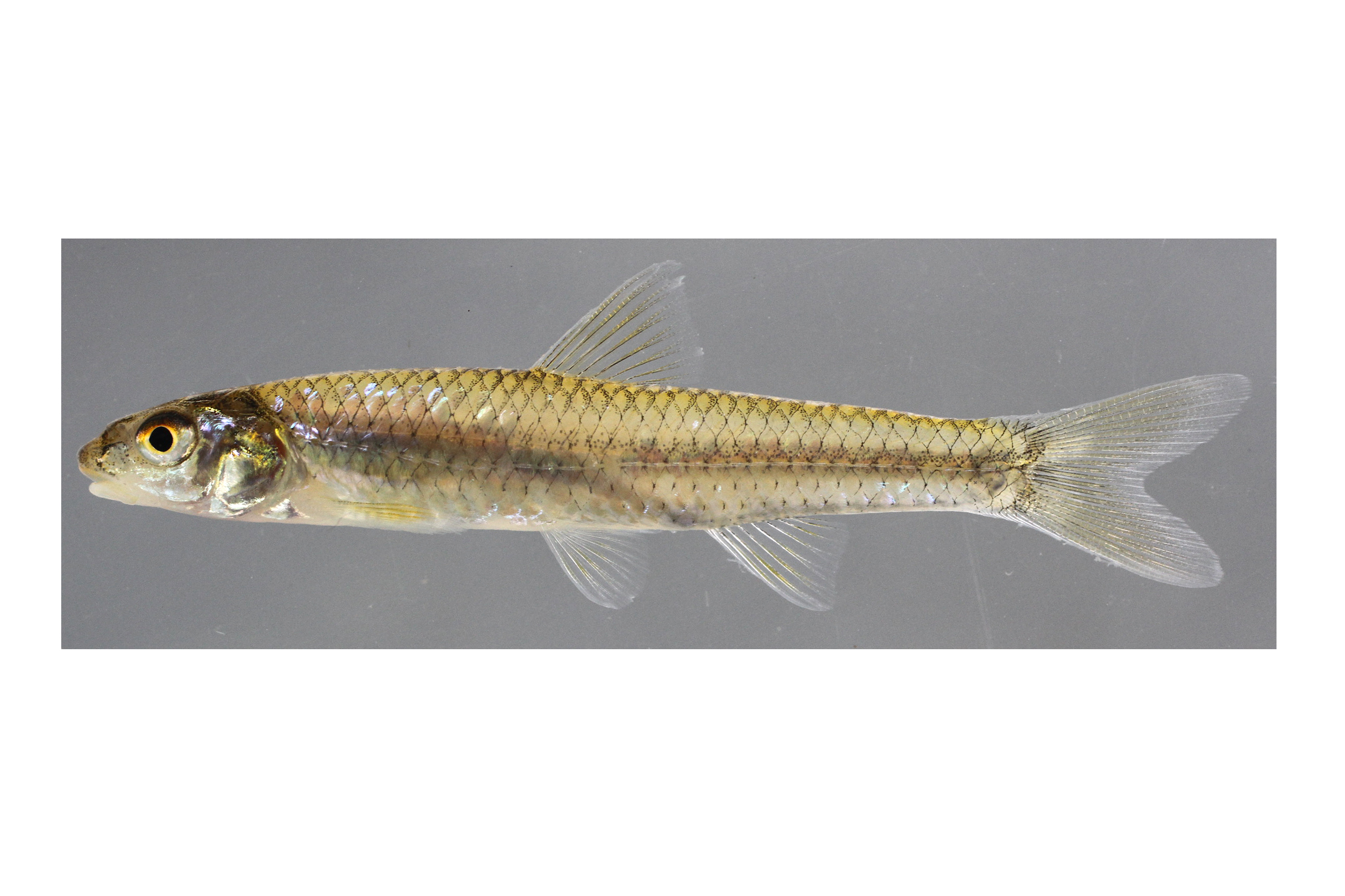 Longnose shiner (Notropis longirostris) — Cyprinidae