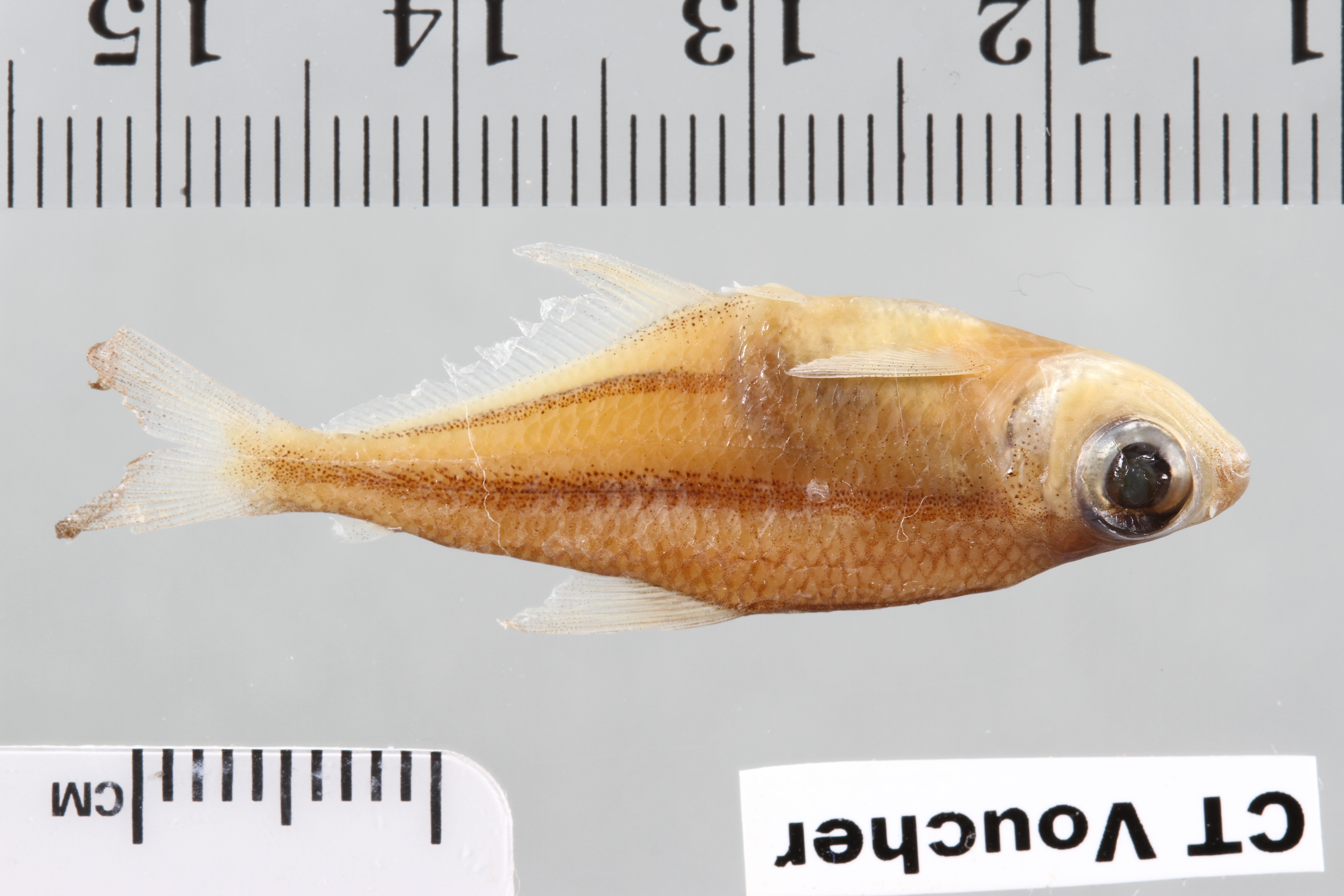 Grootschub-roofzalm (Heterocharax macrolepis) — Acestrorhynchidae — 2