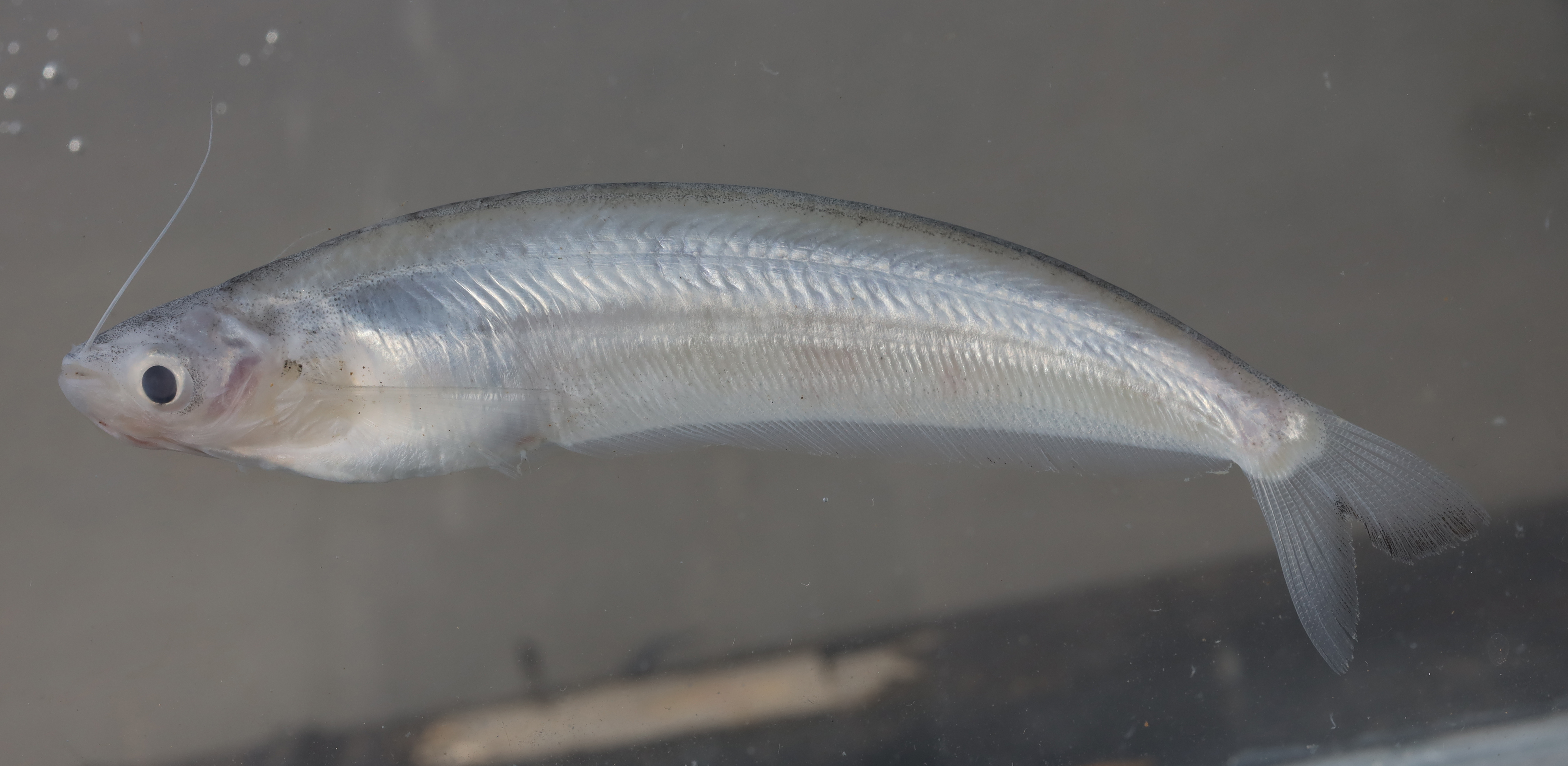 Glass catfish (Kryptopterus geminus) — Siluridae