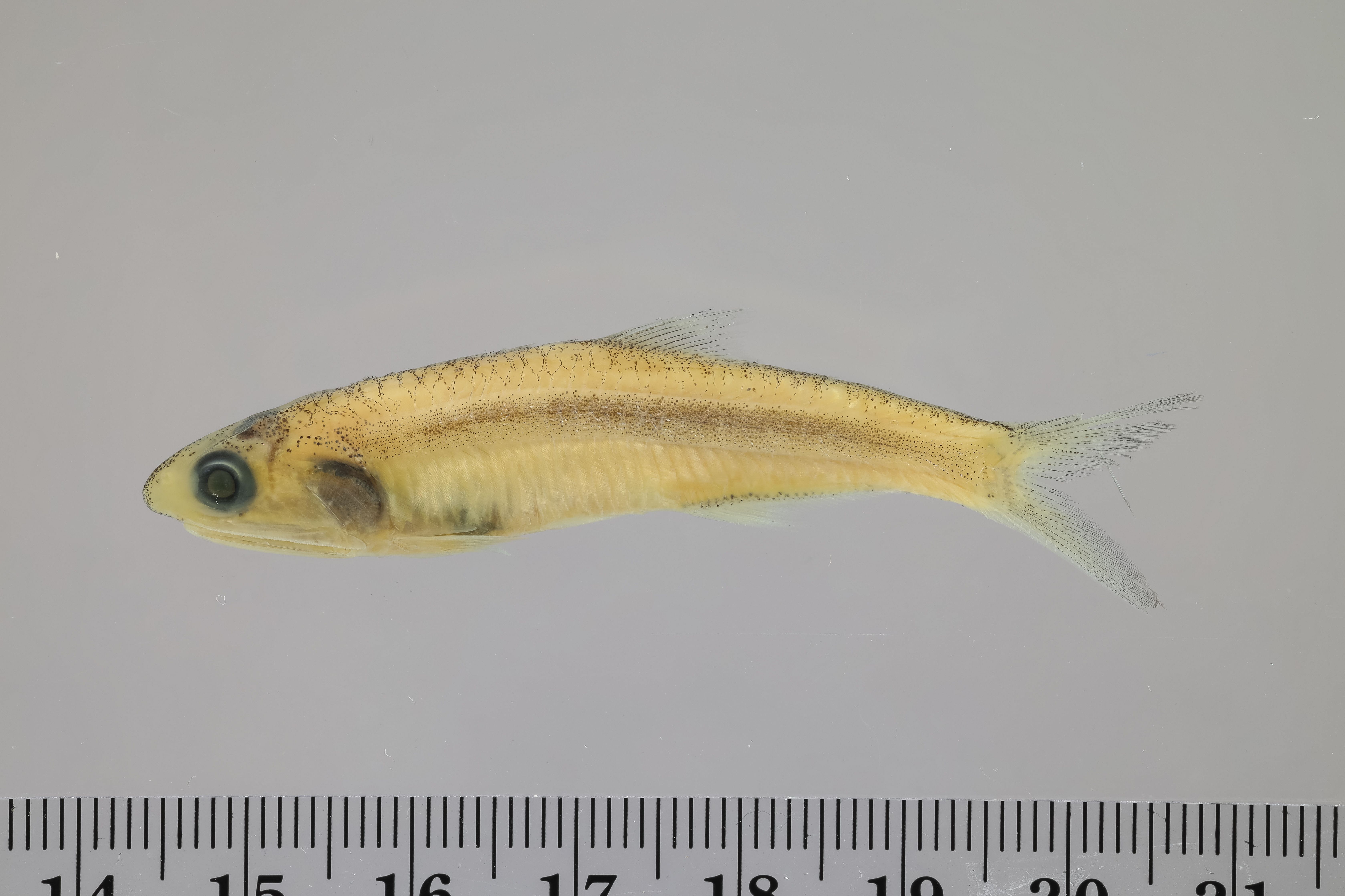 Anchovy (Anchoa lamprotaenia) — Engraulidae — 2