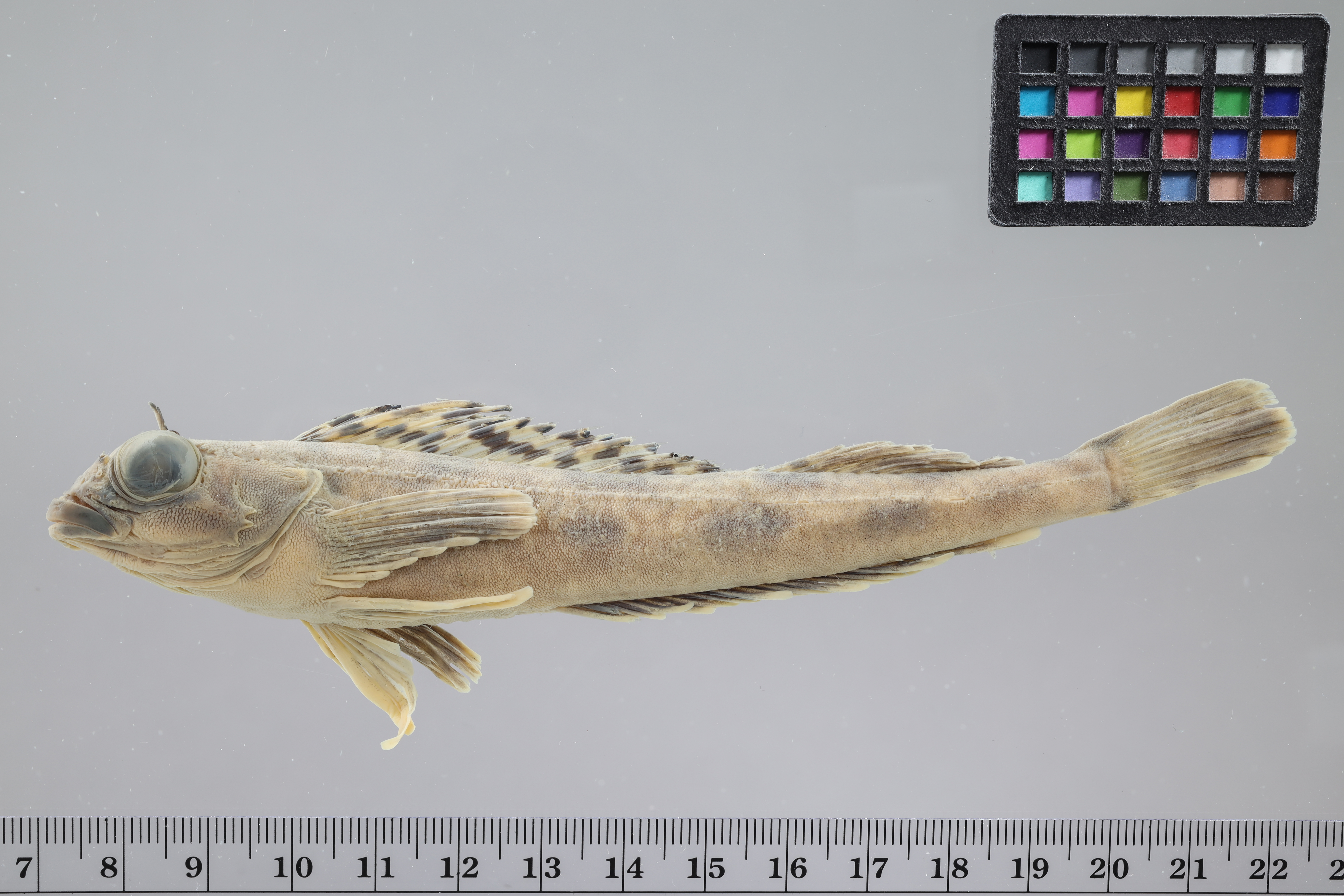Shortspine combfish (Zaniolepis frenata) — Hexagrammidae — 3