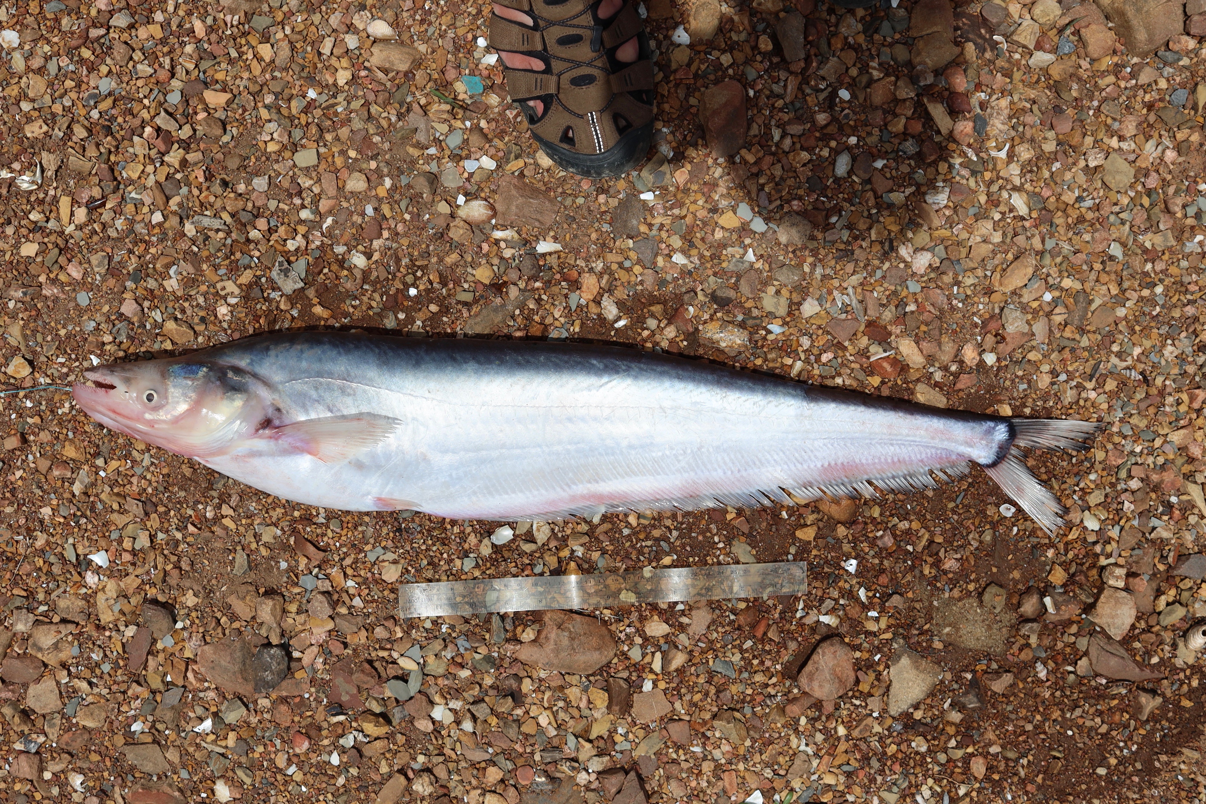 Shortbarbel sheatfish (Phalacronotus micronemus) — Siluridae — 3