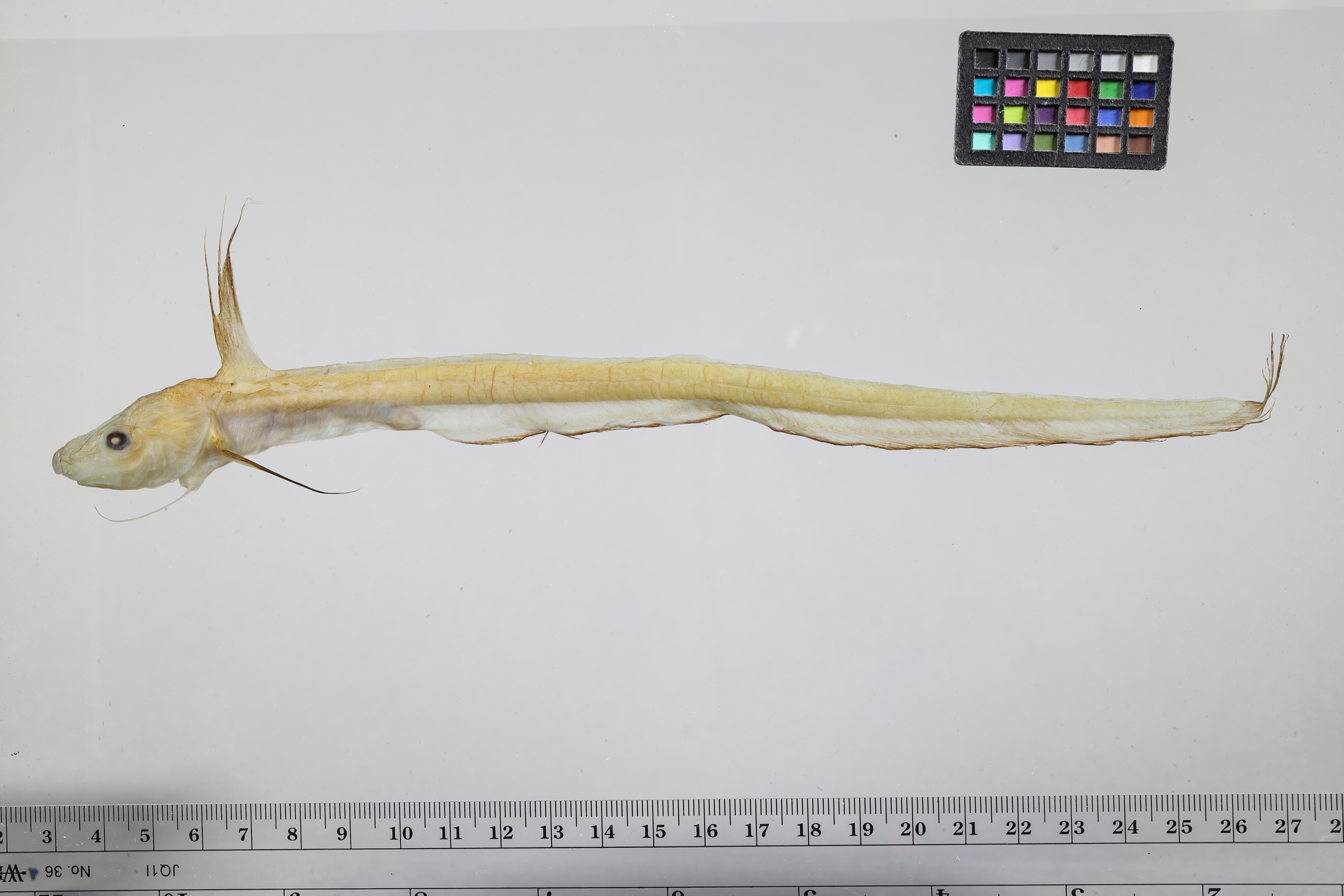 Jellynose (Ijimaia antillarum) — Ateleopodidae — 2