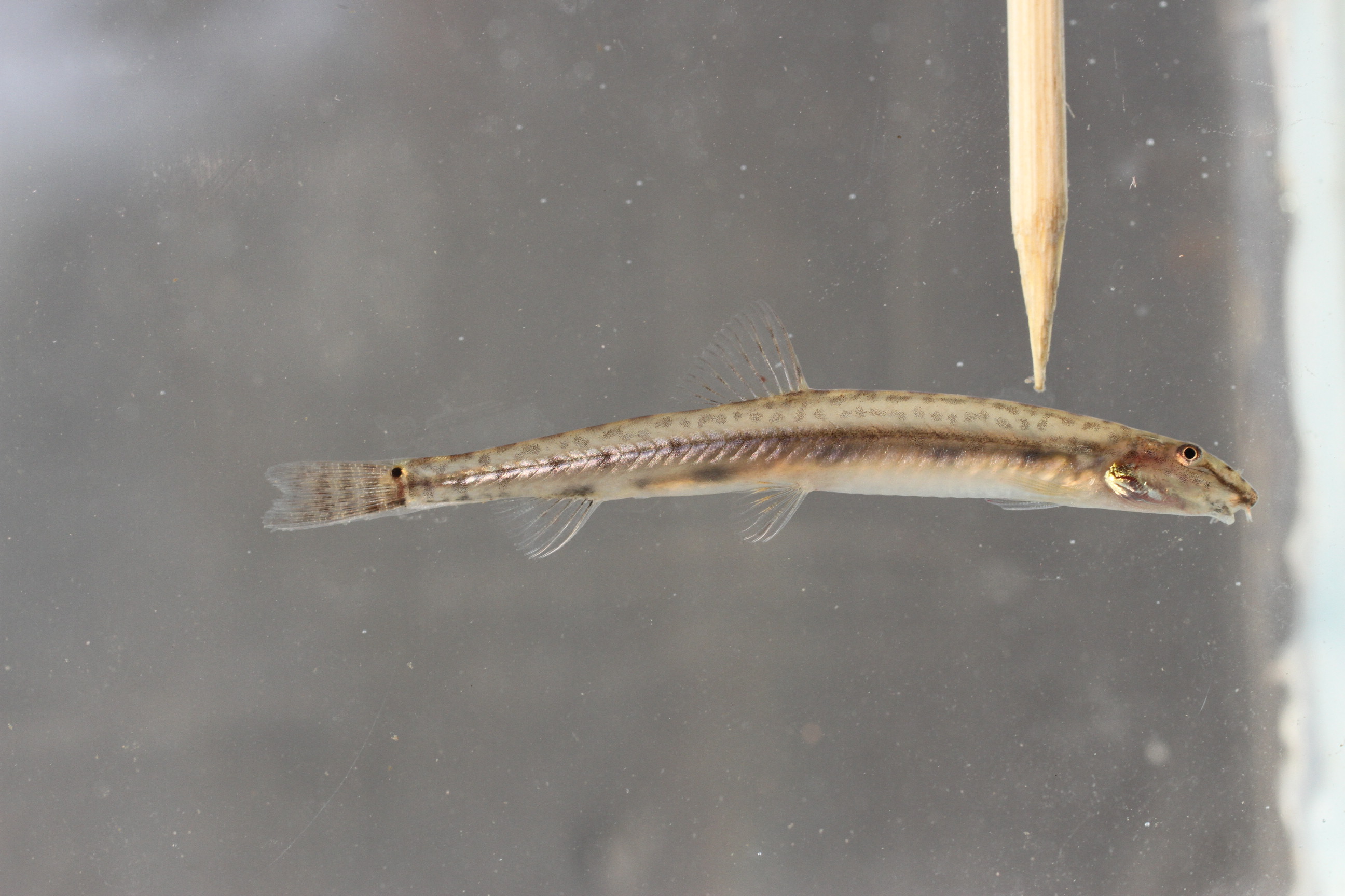 Slender loach (Acanthopsoides gracilentus) — Cobitidae — 4
