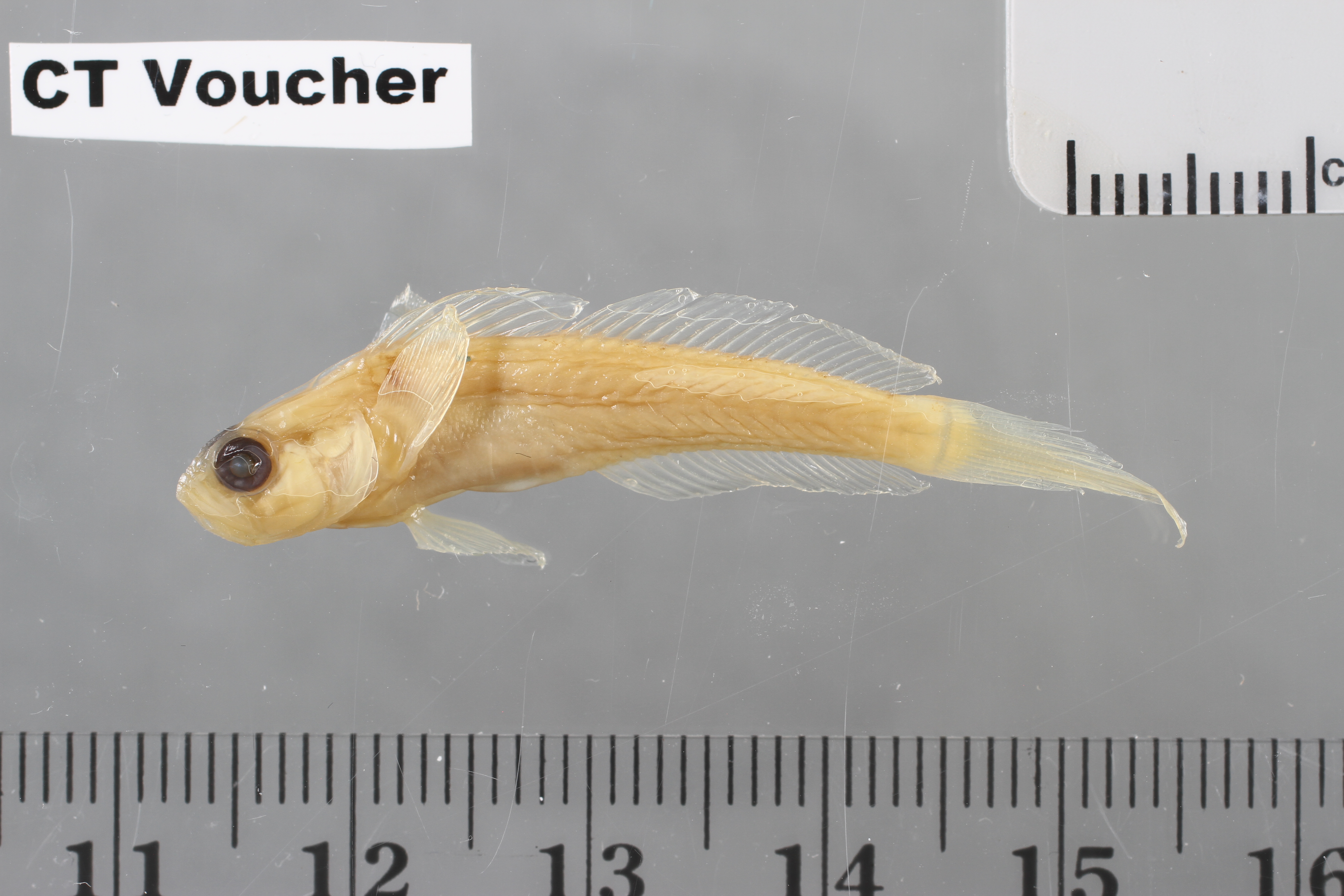 Microgobius signatus