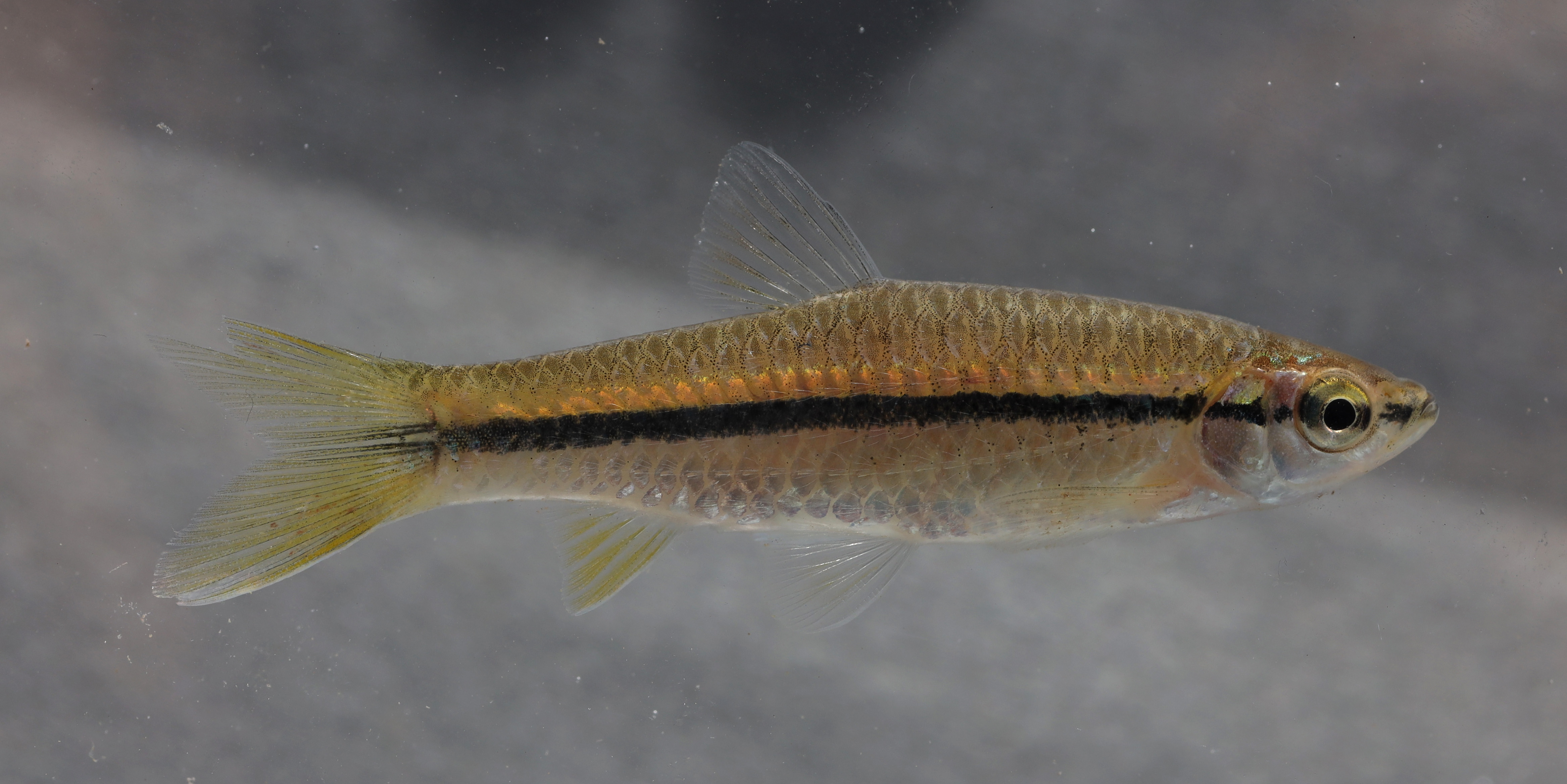 Blackline rasbora (Rasbora daniconius) — Cyprinidae — 4