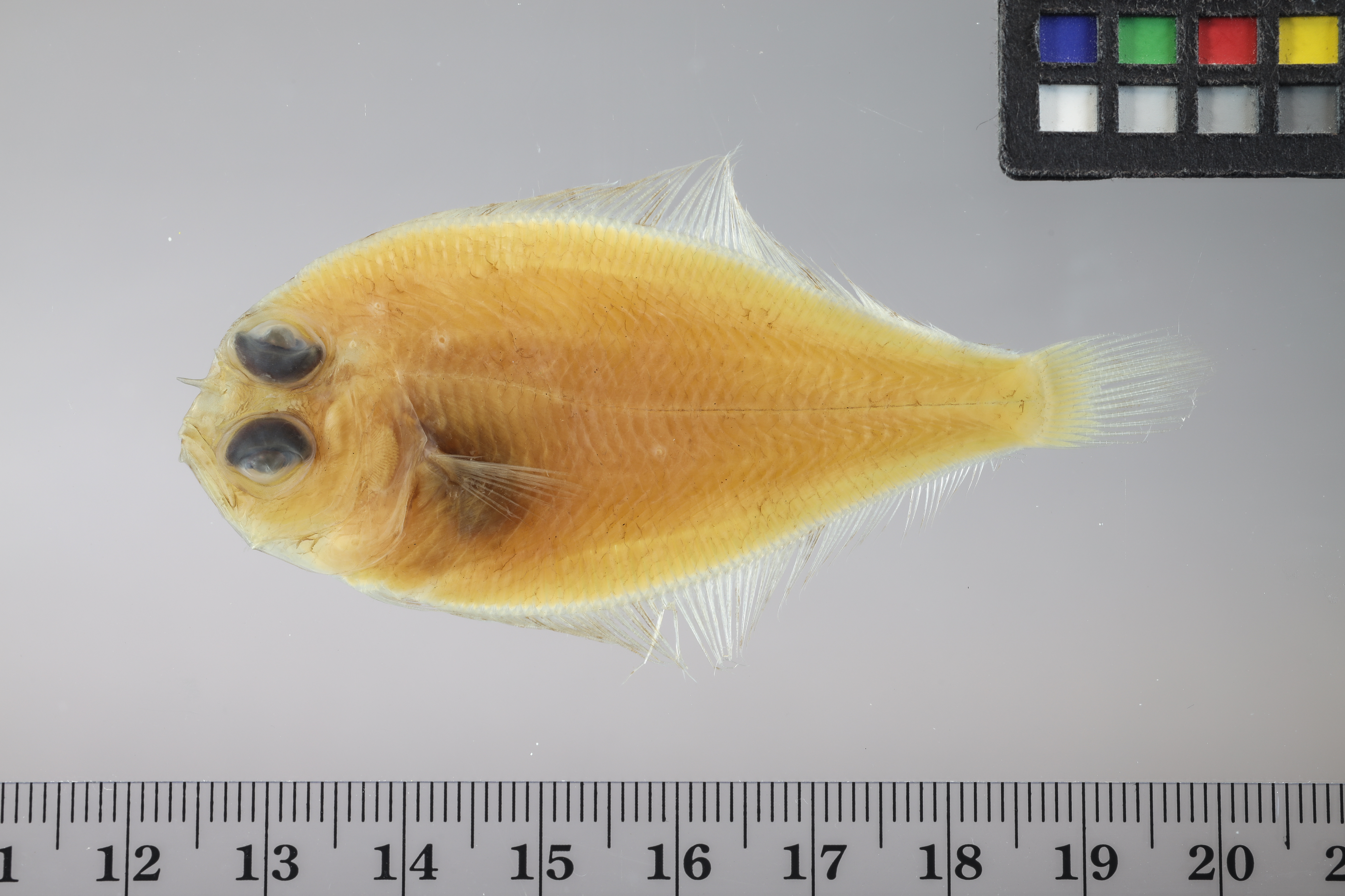 Horned Whiff (Citharichthys cornutus) — Paralichthyidae — 4