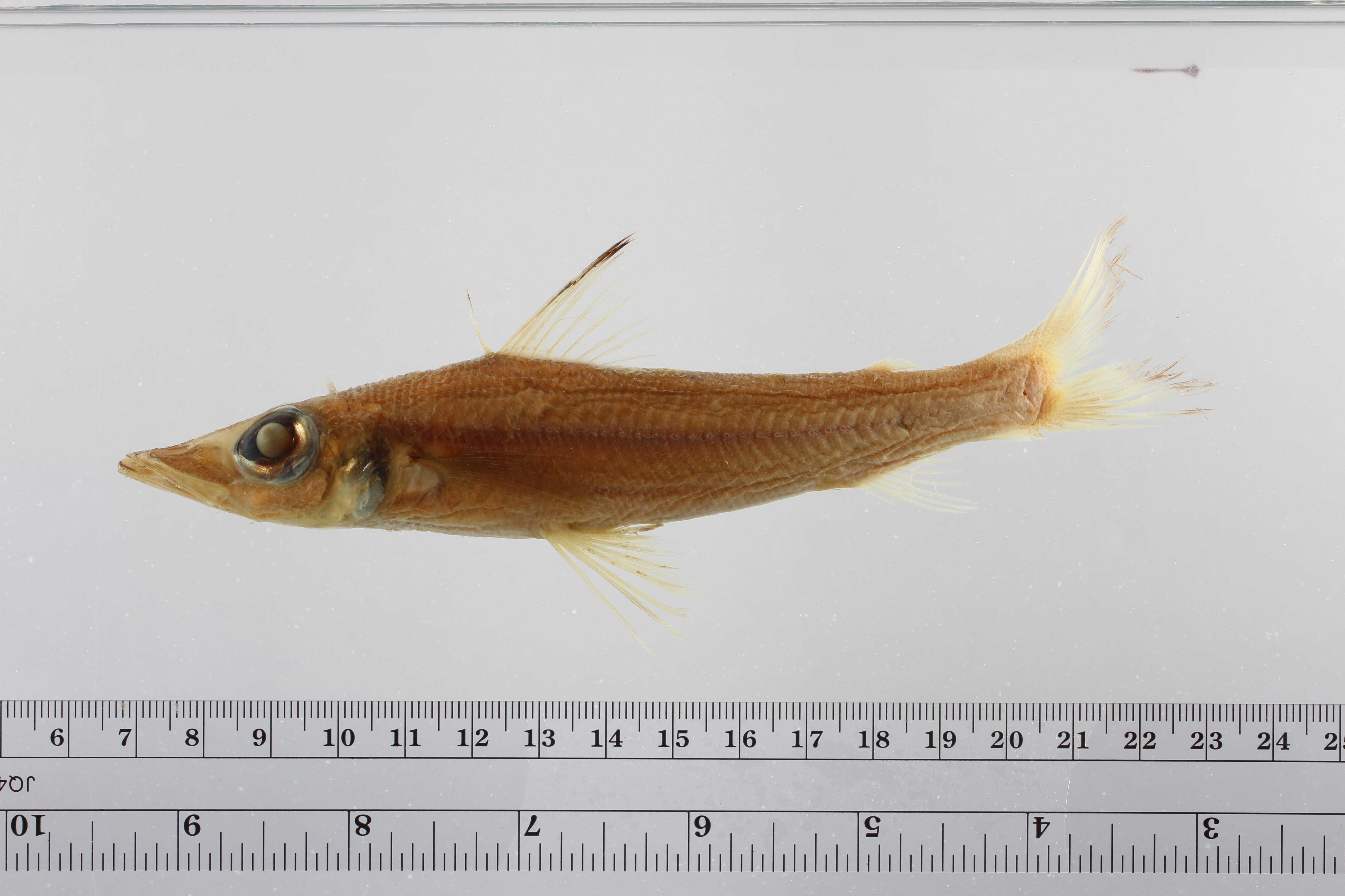 Longnose Greeneye (Parasudis truculenta) — Chlorophthalmidae — 4
