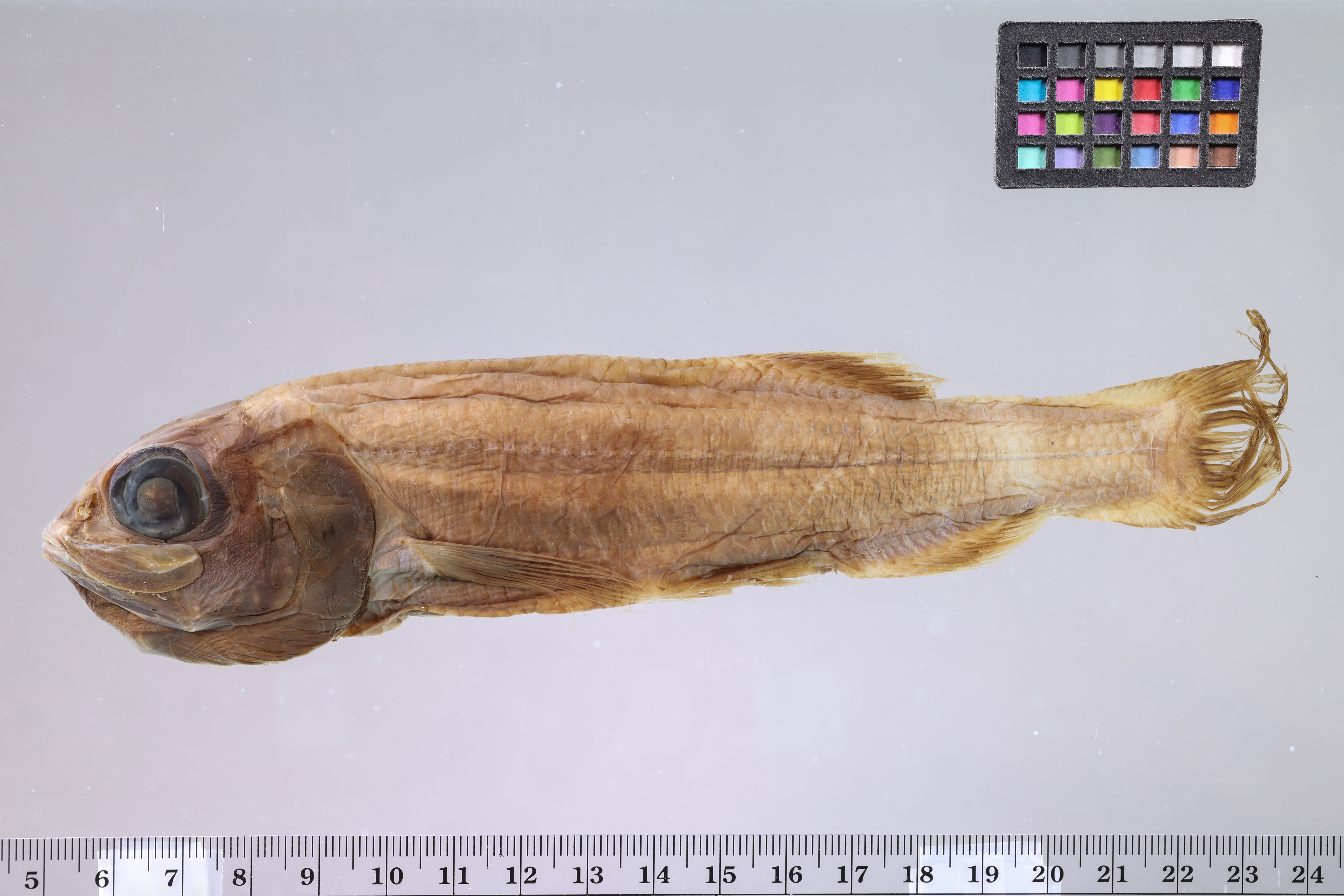Bathytroctes squamosus